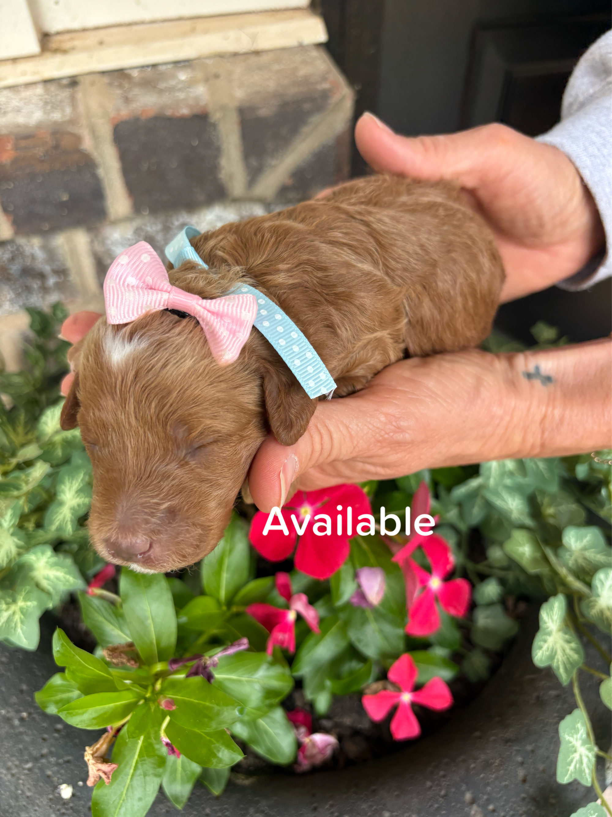 Cherry and Ernie's mini goldendoodle puppies (GO HOME JUNE 2026)