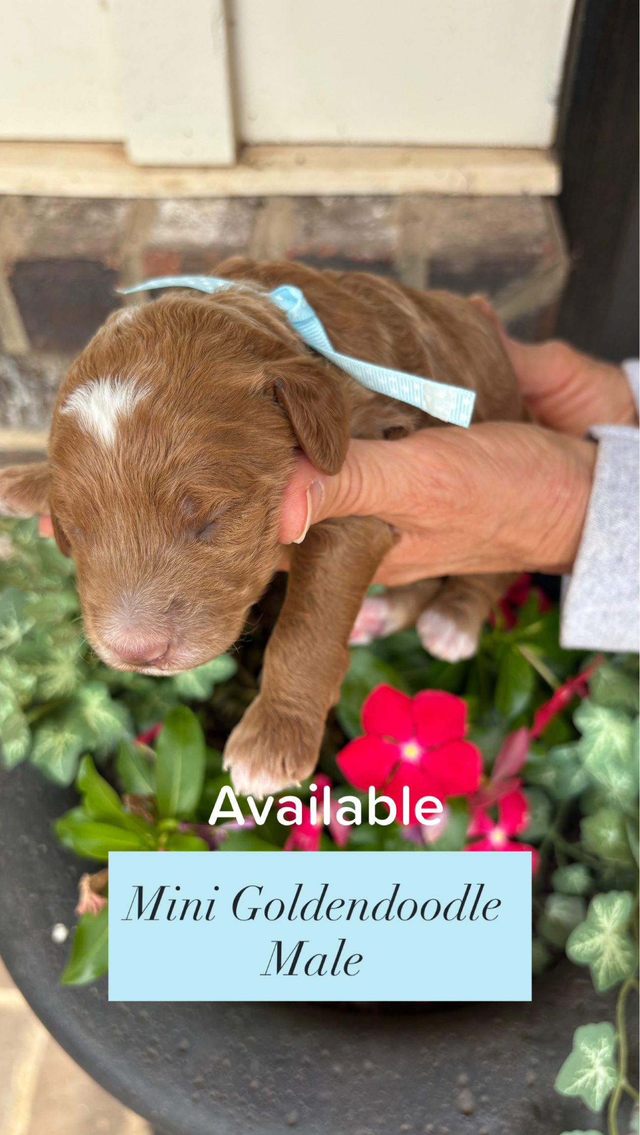 Cherry and Ernie's mini goldendoodle puppies (GO HOME JUNE 2026)
