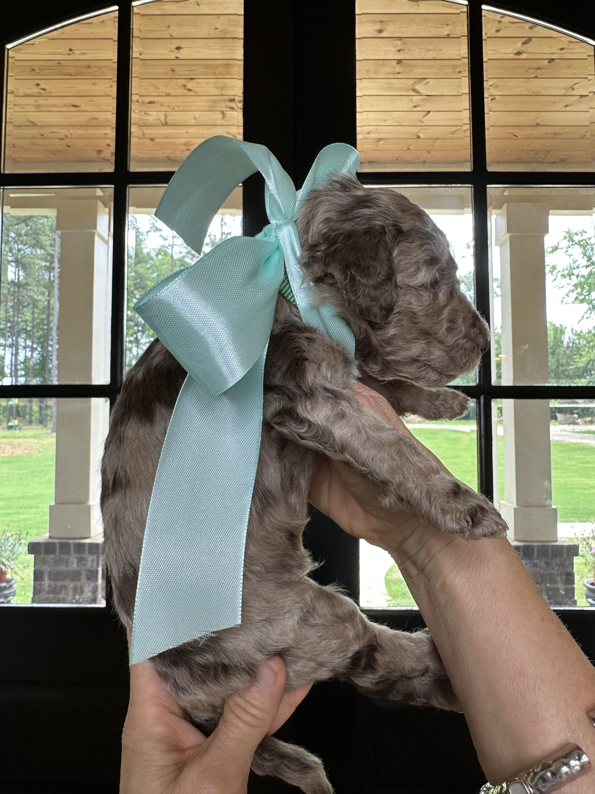 Bella's hunter green collar MALE medium goldendoodle go home June 30, 2026 photo