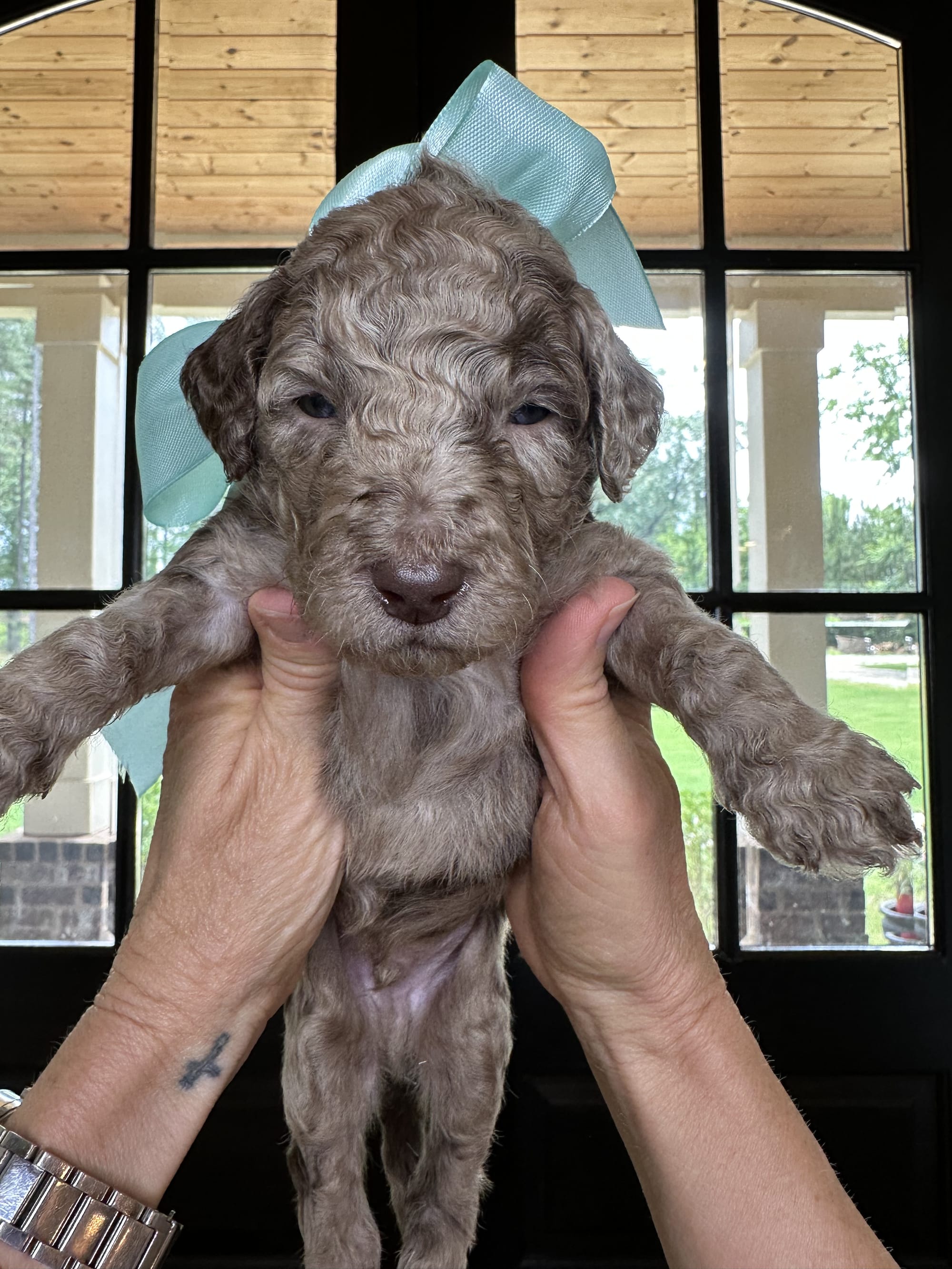 Bella's hunter green collar MALE medium goldendoodle go home June 30, 2026 photo