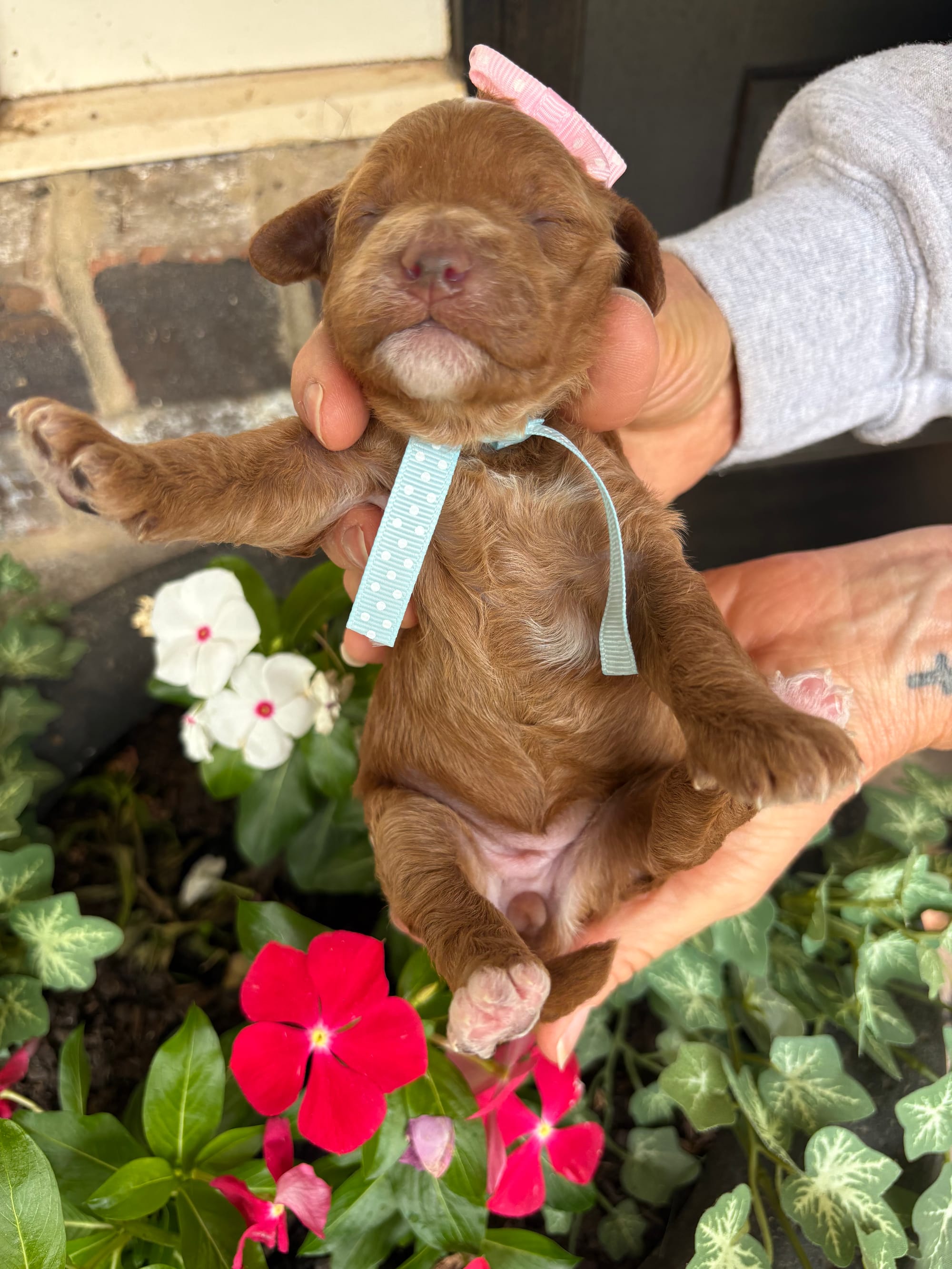 Cherry and Ernie's mini goldendoodle puppies (GO HOME JUNE 2026)