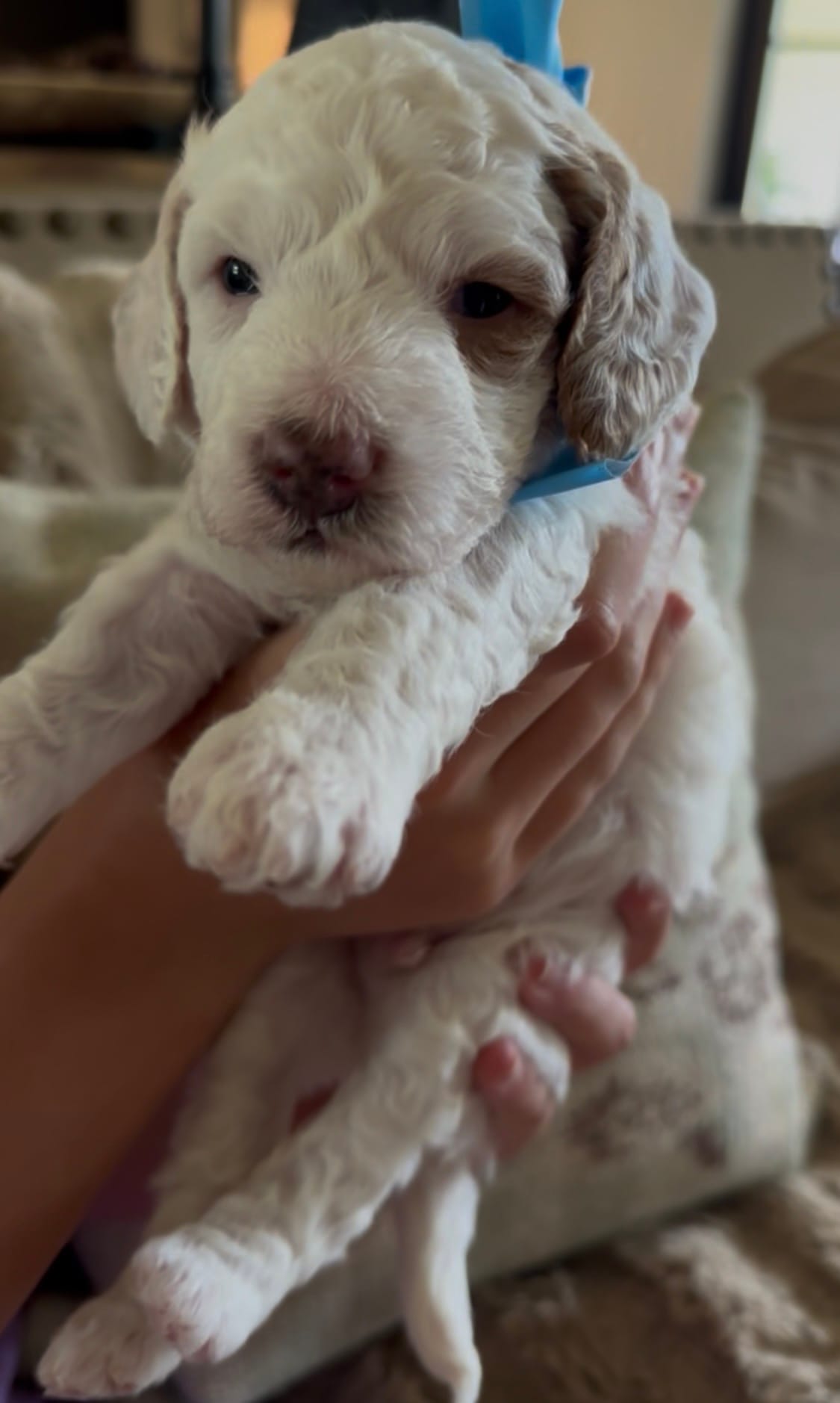Cherry's MALE BLUE mini goldendoodle go home June 30, 2026