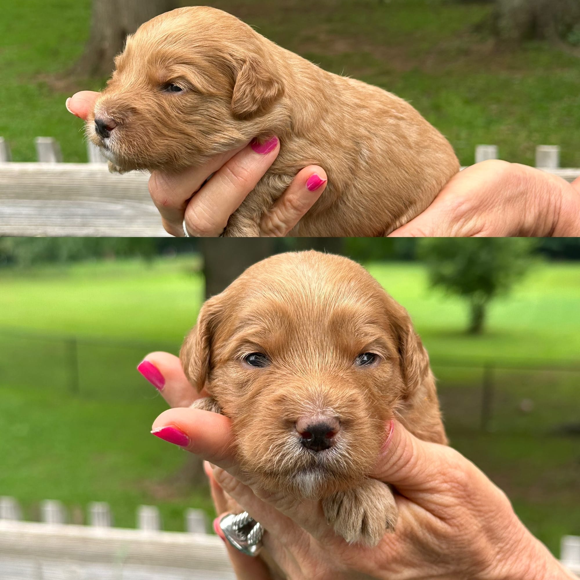 Stella and Griffey's mini goldendoodle puppies (go home July 11th 2026)