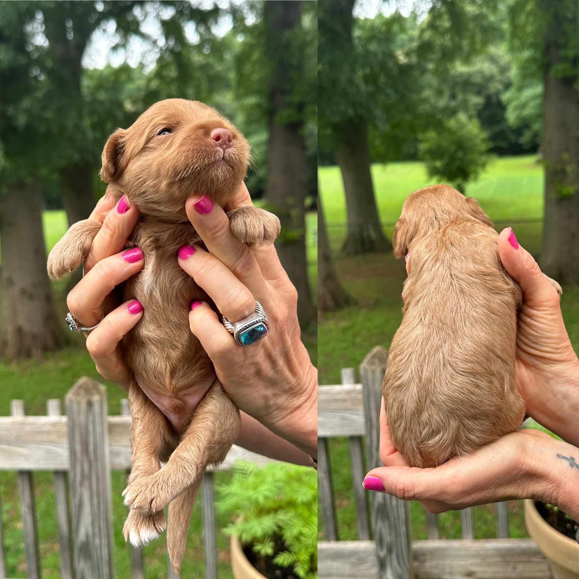 Stella's MALE 2 mini goldendoodle go home July 11, 2026 photo