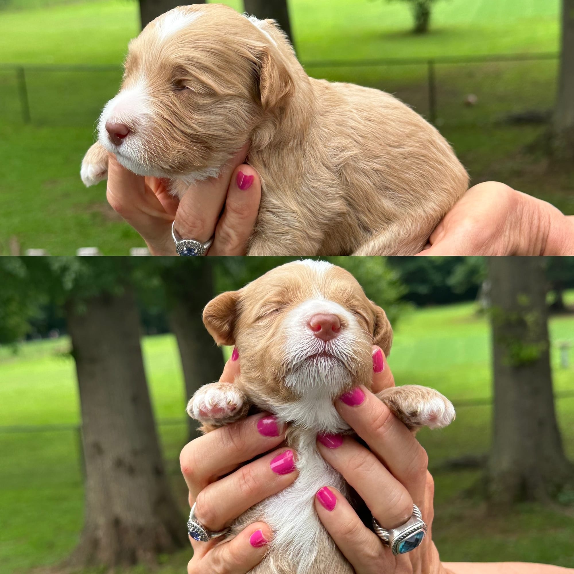 Stella and Griffey's mini goldendoodle puppies (go home July 11th 2026)