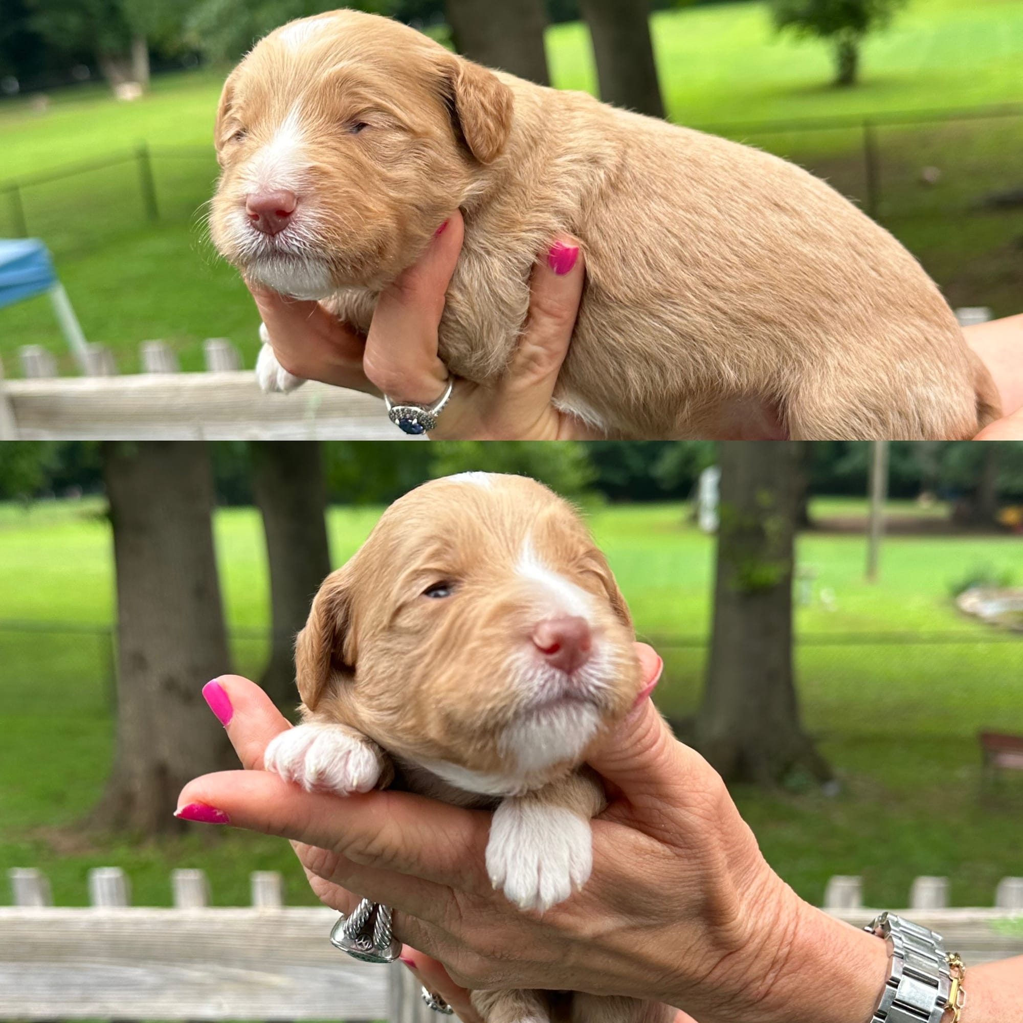 Stella's FEMALE 2 mini goldendoodle go home July 11, 2026