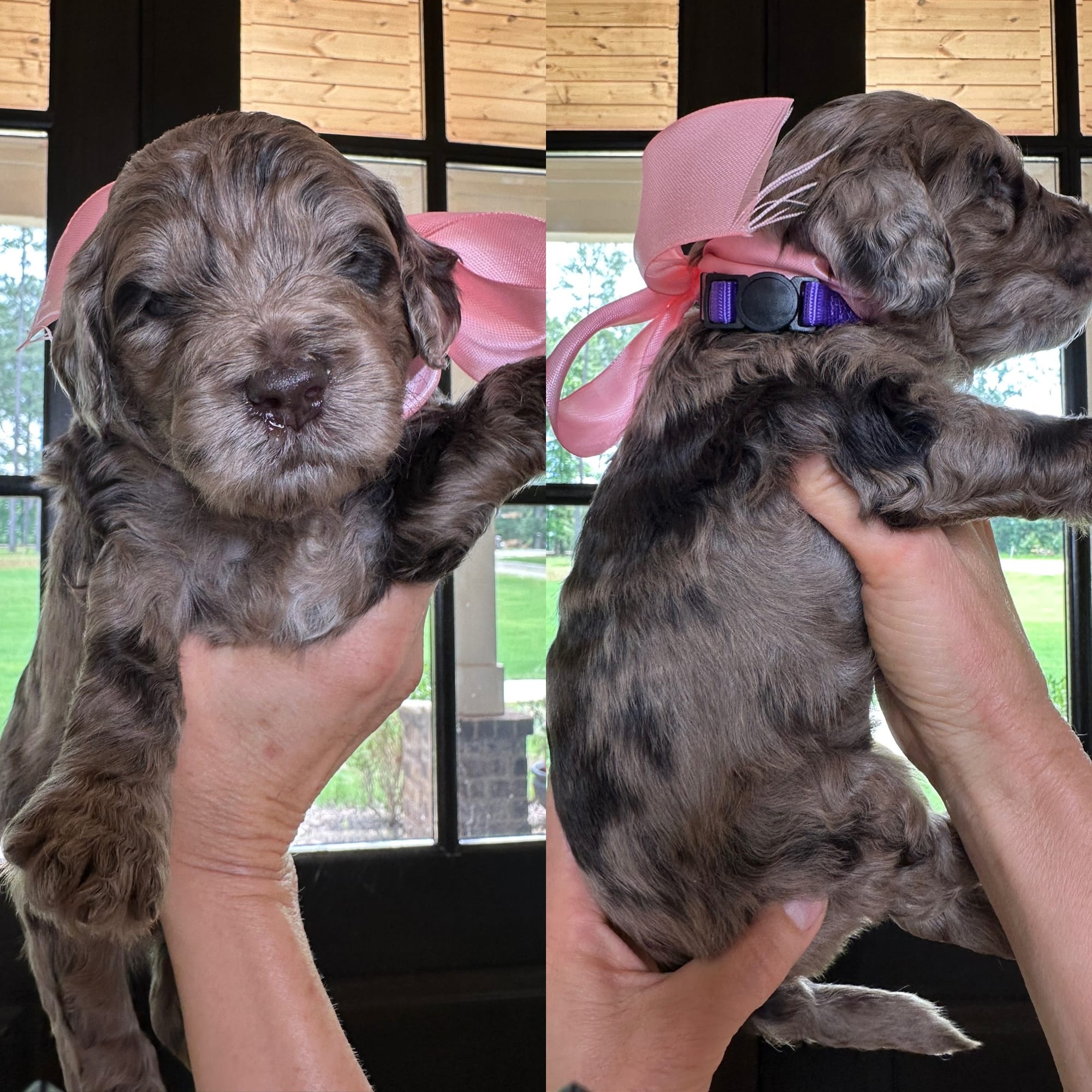 Bella and Bluey's medium/standard goldendoodle puppies (GO HOME JUNE 2026)