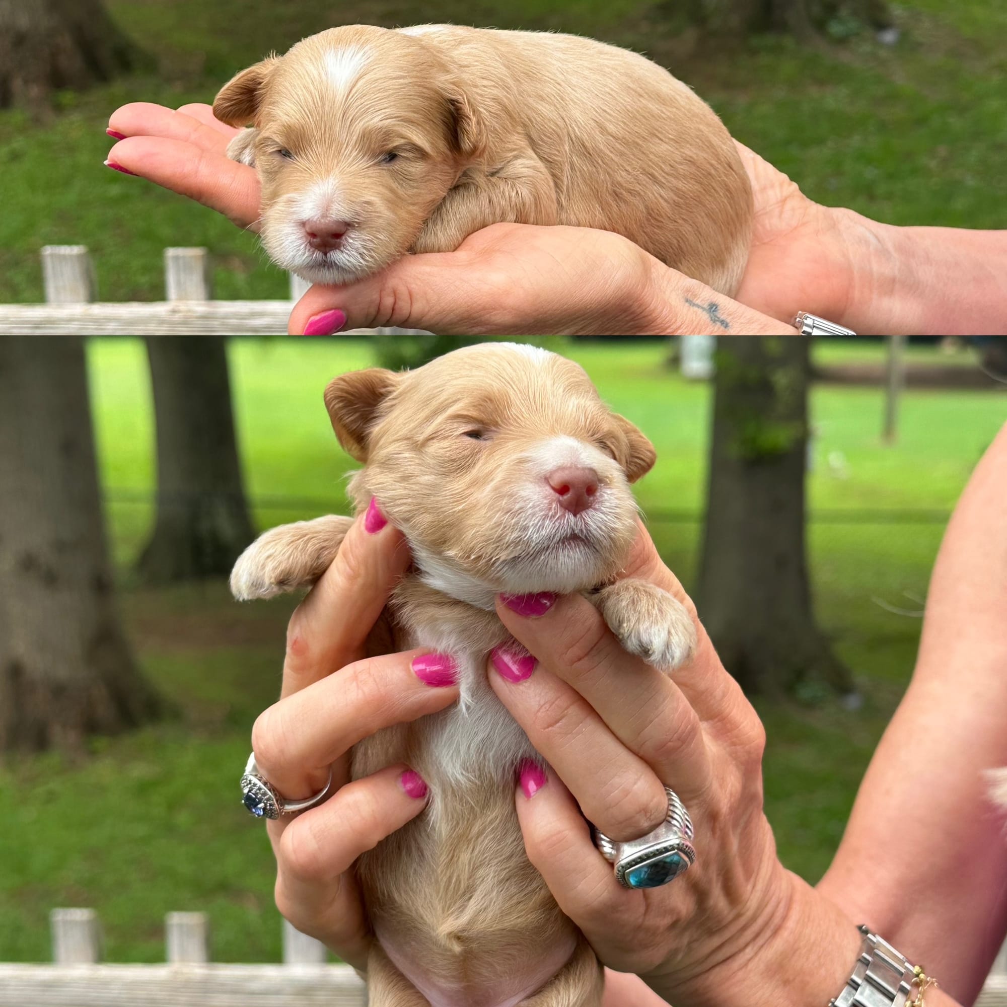 Stella's FEMALE 1 mini goldendoodle go home July 11, 2026
