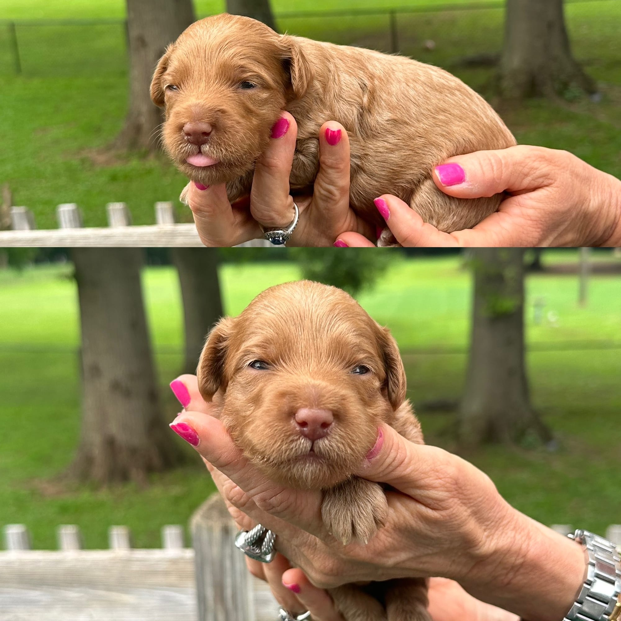 Stella's MALE 2 mini goldendoodle go home July 11, 2026