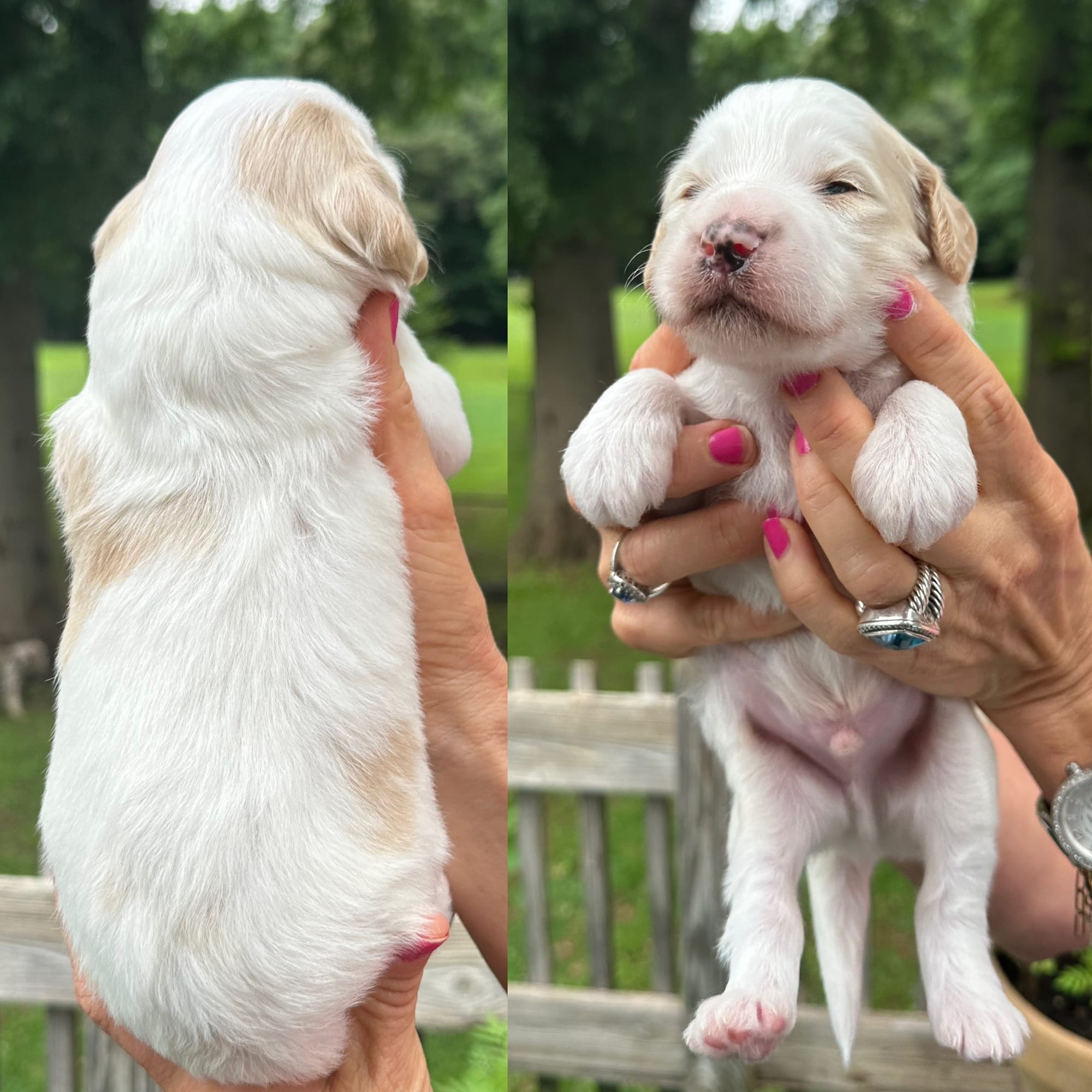Sophie's MALE 1 mini goldendoodle go home July 11, 2026 photo
