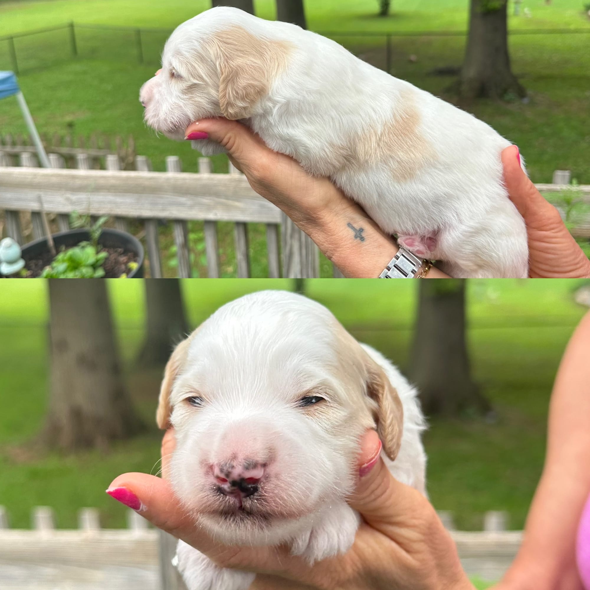Sophie's MALE 1 mini goldendoodle go home July 11, 2026
