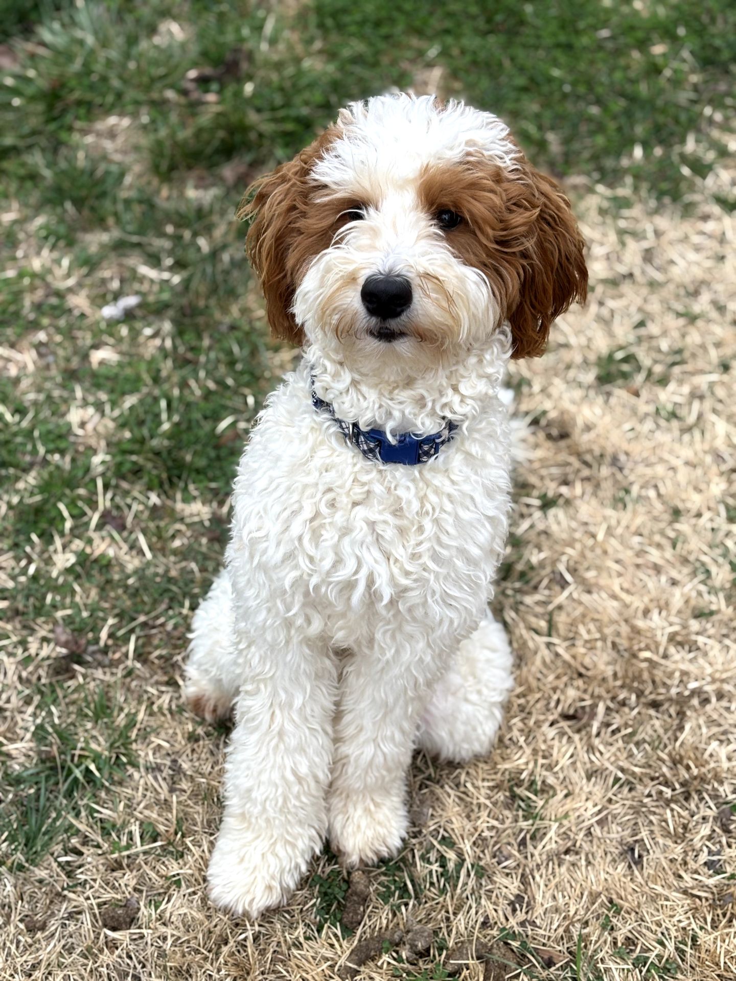 Beau