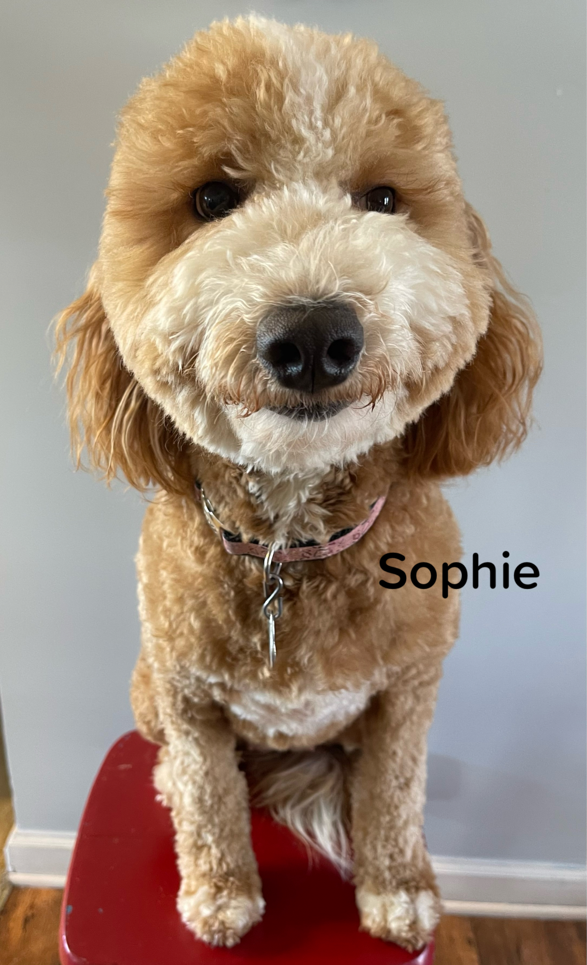 Sophie