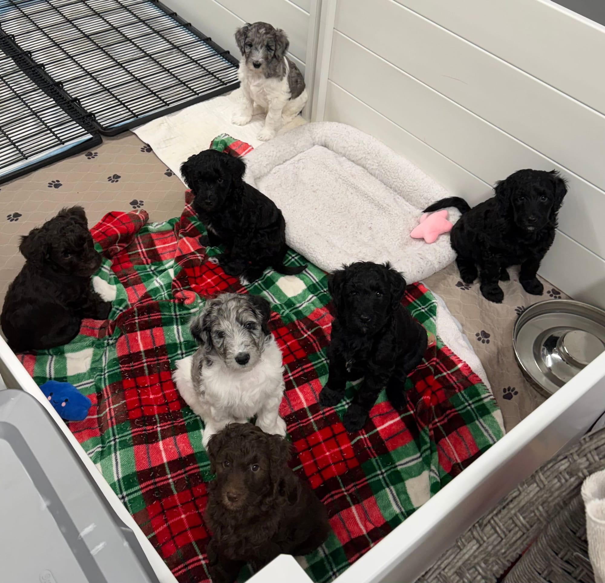 Mini Goldendoodle Litter