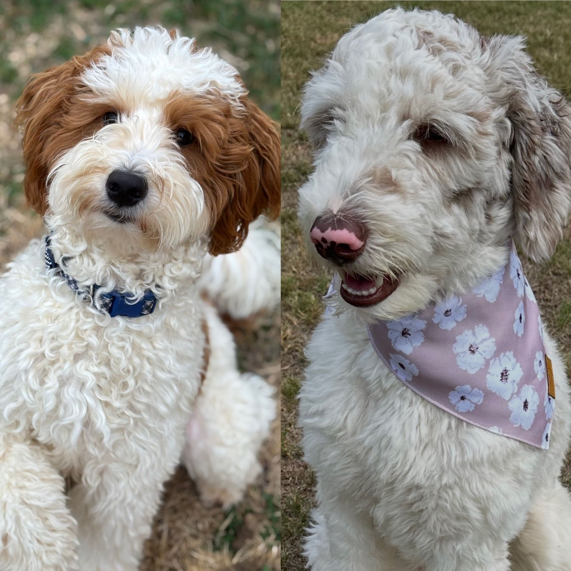 Aria and Beau’s mini goldendoodle puppies