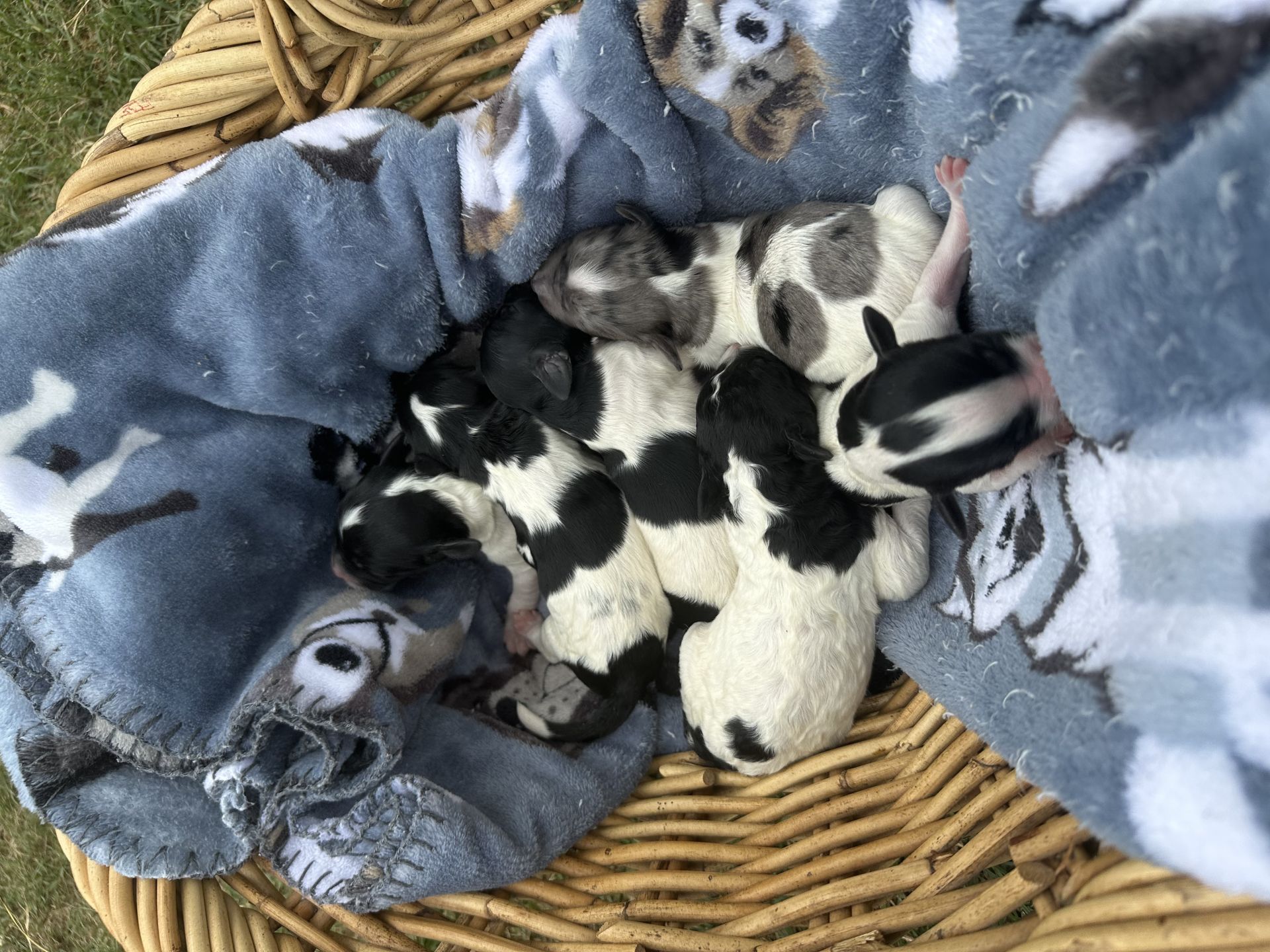 Aria and Beau’s mini goldendoodle puppies