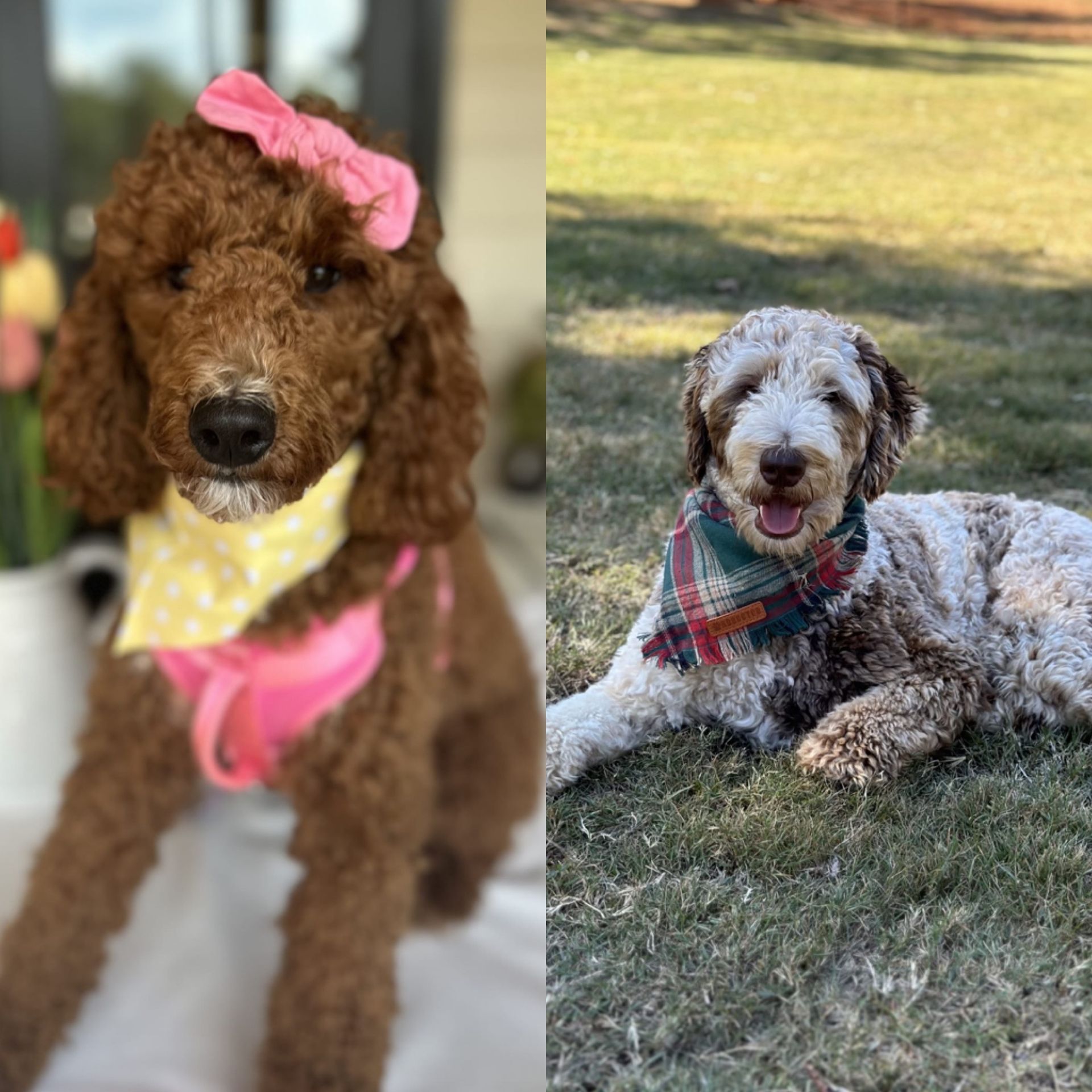 Cherry and Bluey’s mini goldendoodle puppies