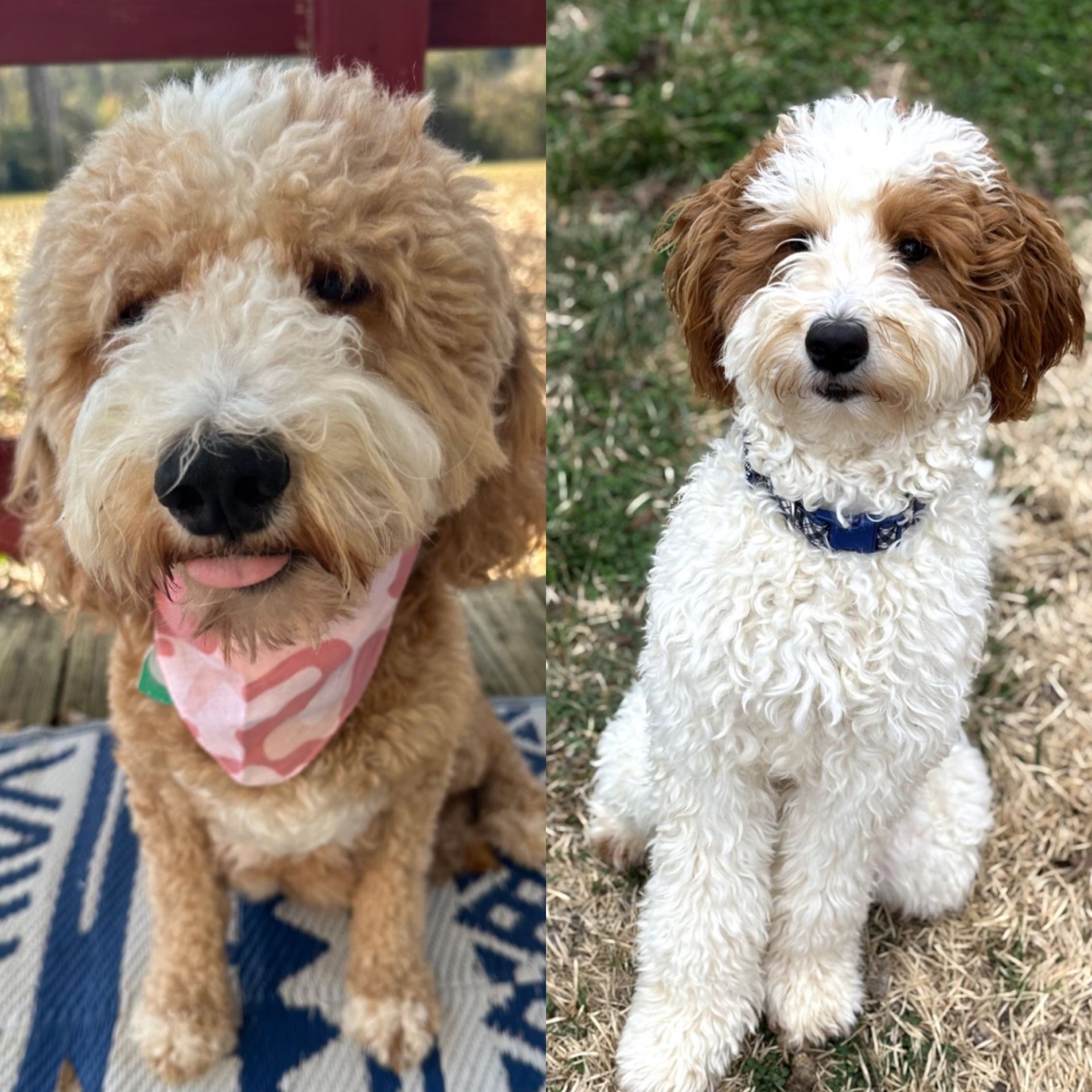 Sophie and Beau’s mini Goldendoodle puppies