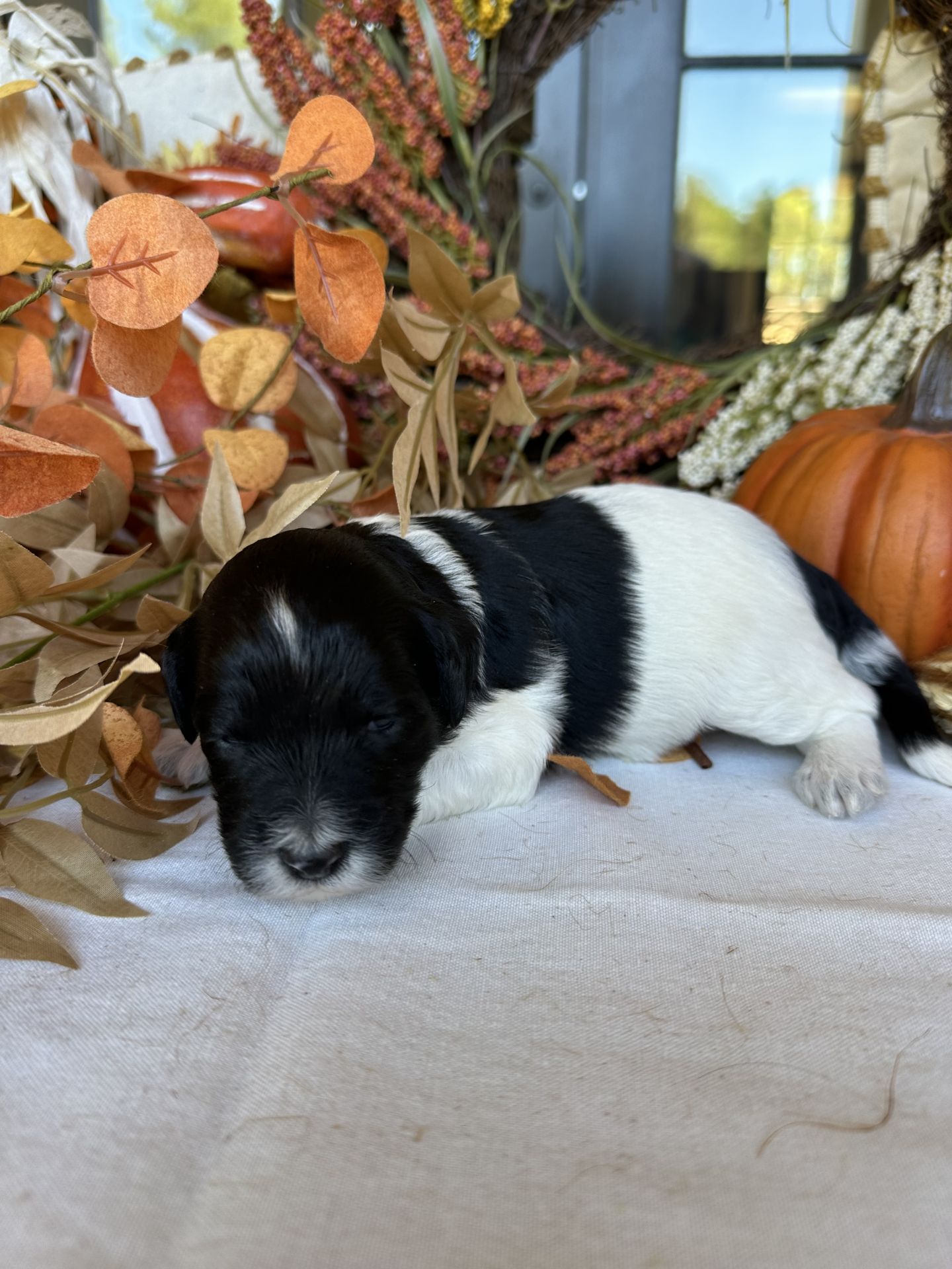 Aria’s mini goldendoodle female AUTUMN