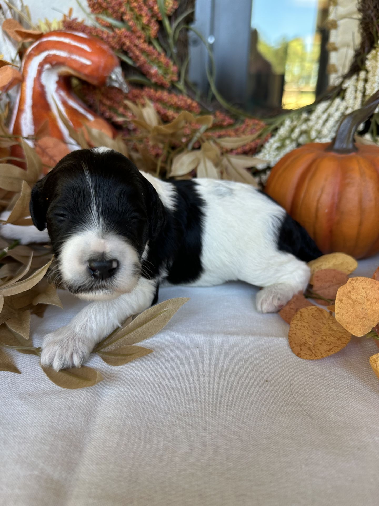 Aria’s mini goldendoodle male PUMPKIN