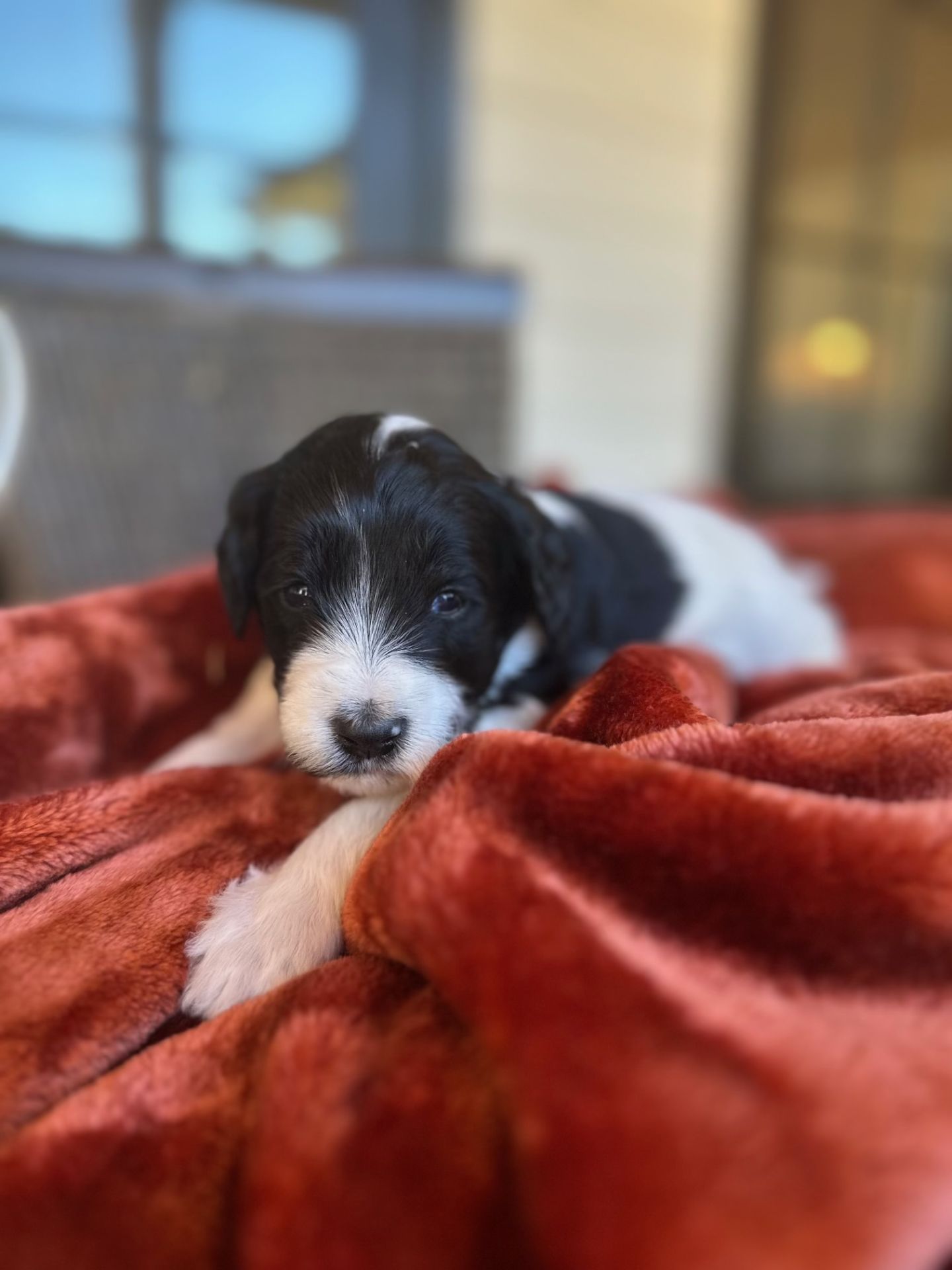Aria’s mini goldendoodle male PUMPKIN