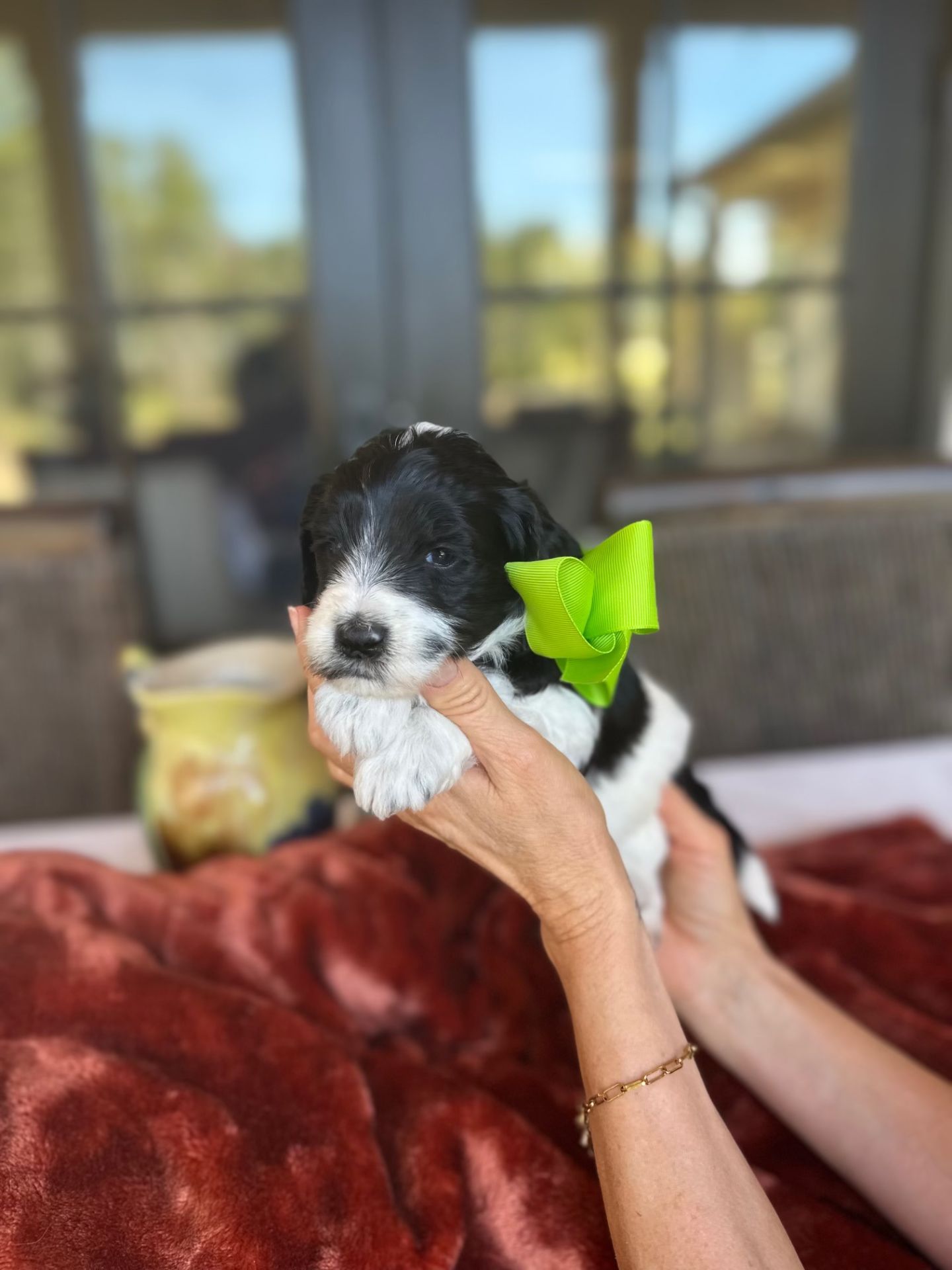 Aria’s mini goldendoodle male PUMPKIN photo 1