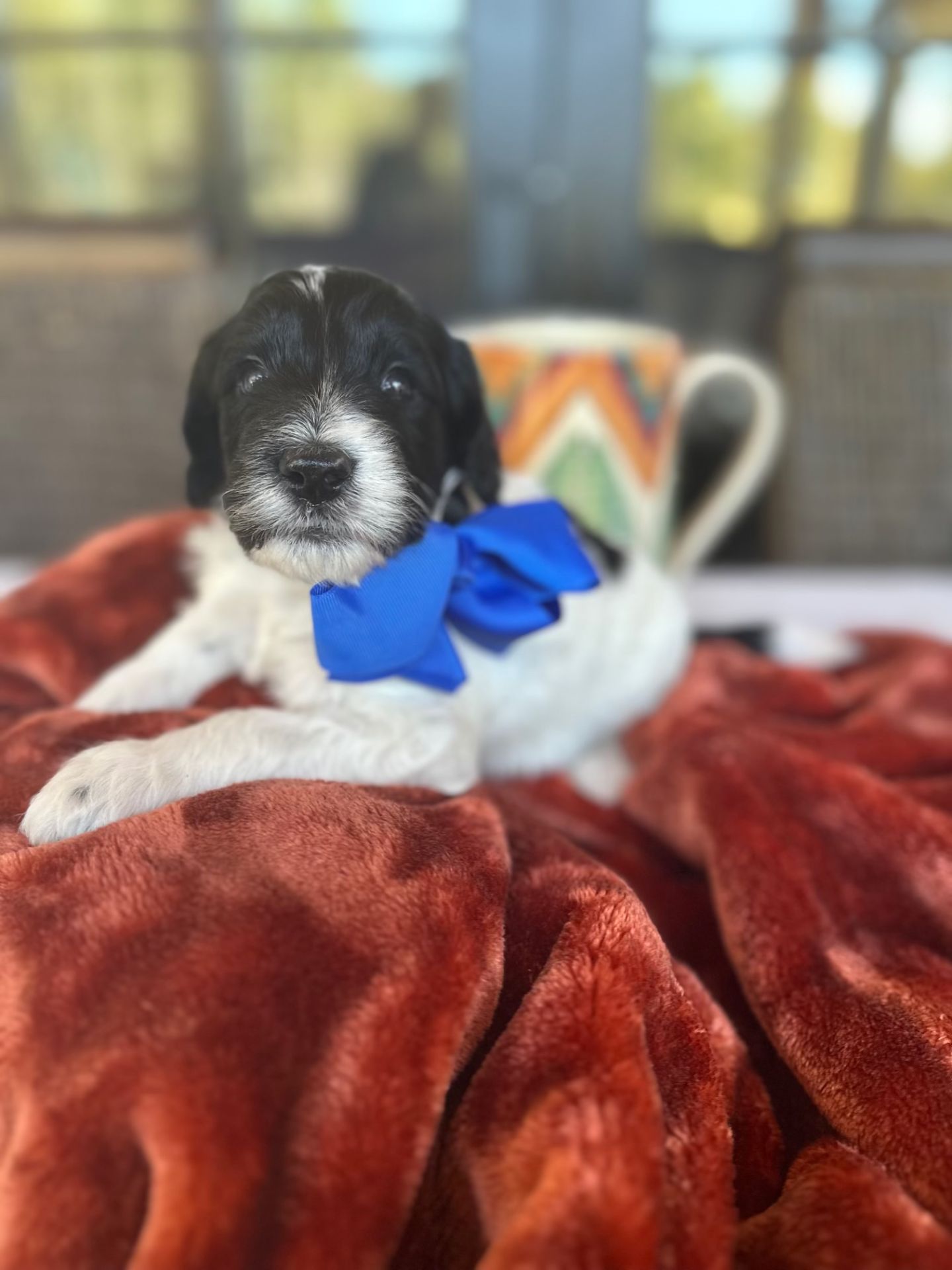 Aria’s mini goldendoodle male CIDER
