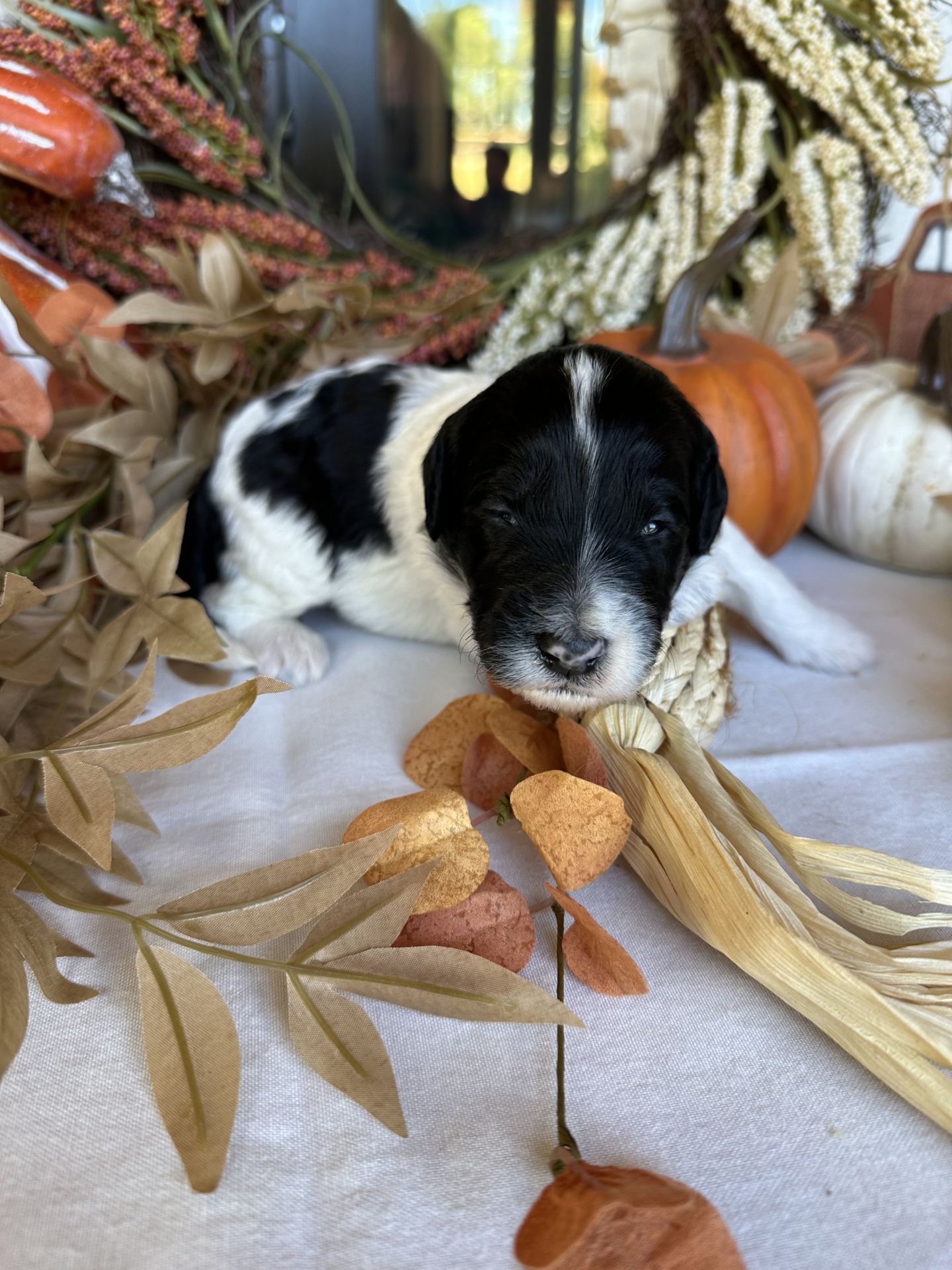 Aria’s mini goldendoodle male CIDER