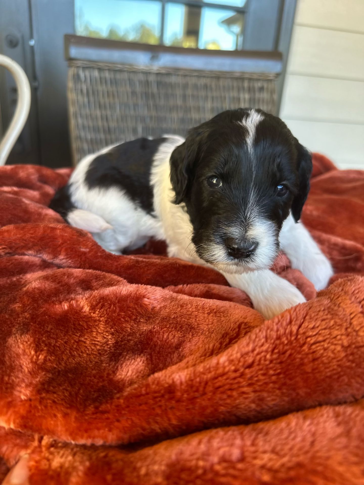 Aria’s mini goldendoodle male CIDER