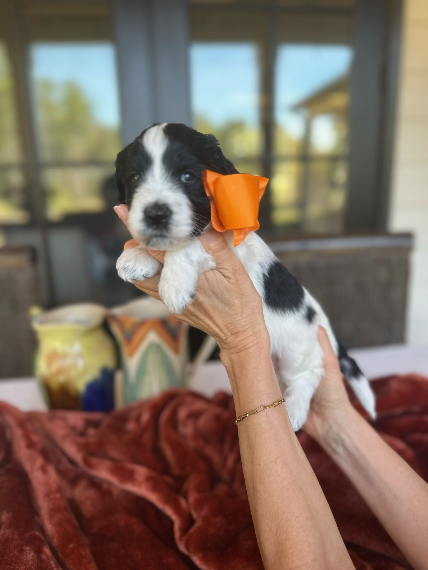 Aria’s mini goldendoodle male ACORN