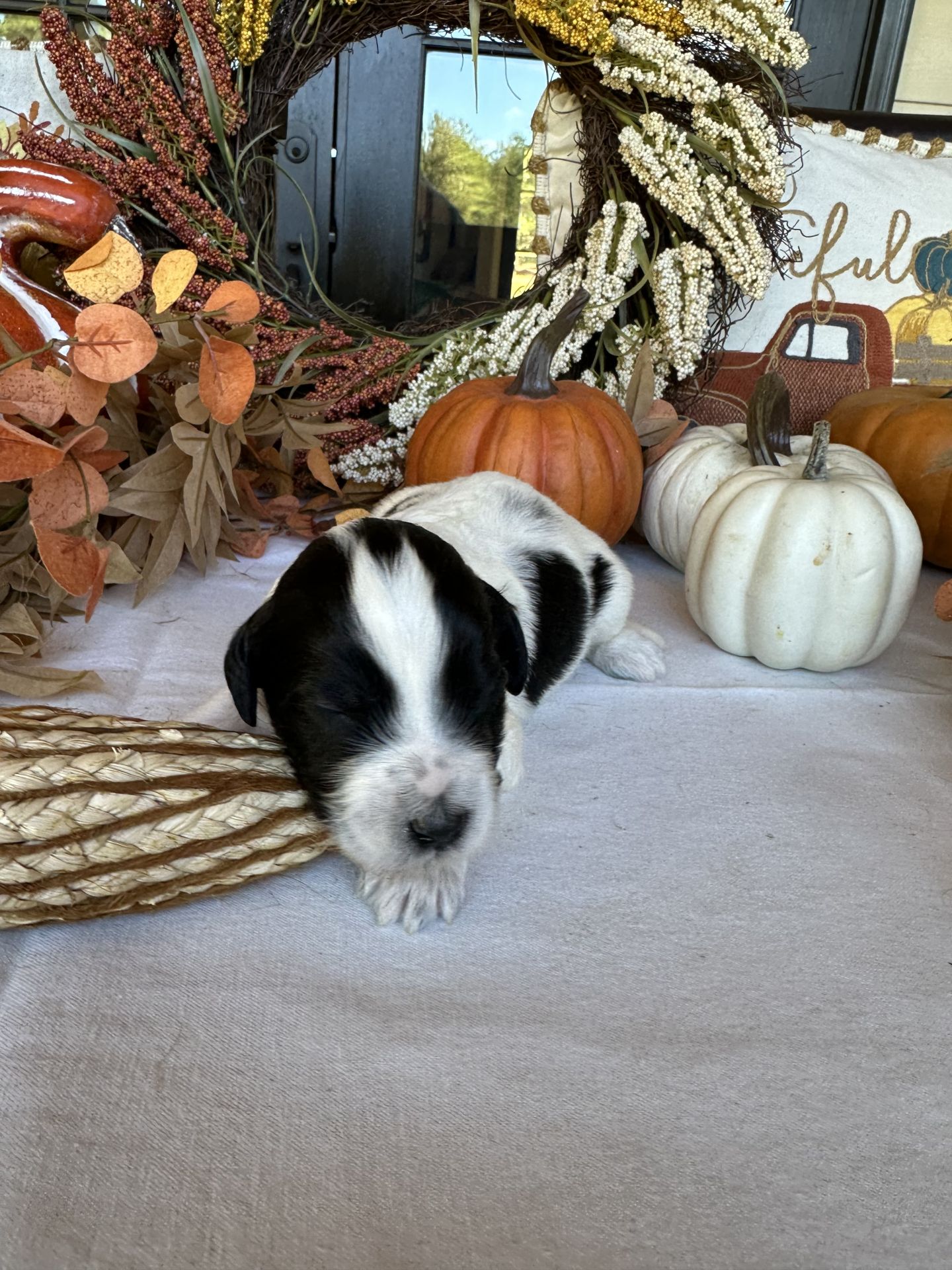 Aria’s mini goldendoodle male ACORN