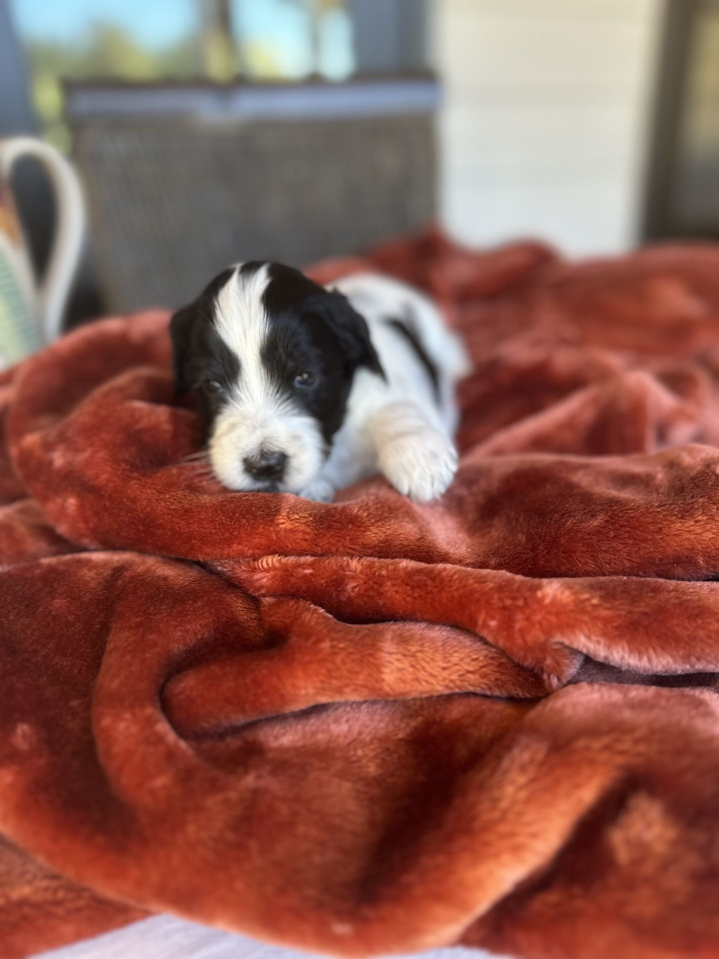Aria’s mini goldendoodle male ACORN