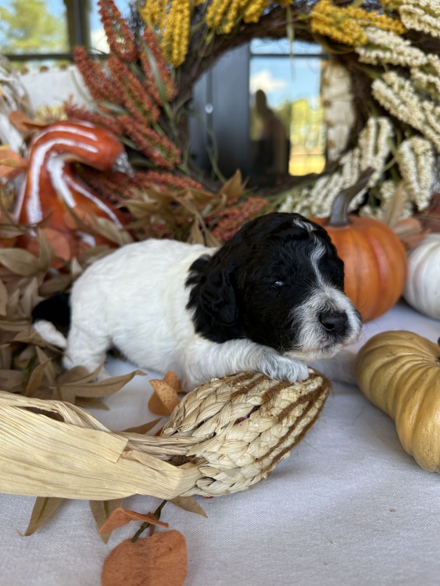 Aria’s  mini goldendoodle male HARVEST