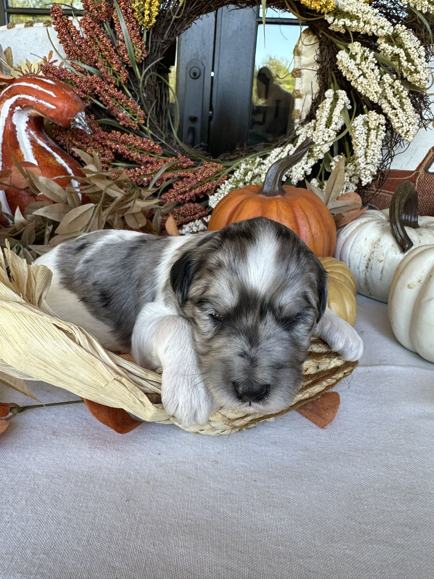 Ari’s mini goldendoodle male MAPLE