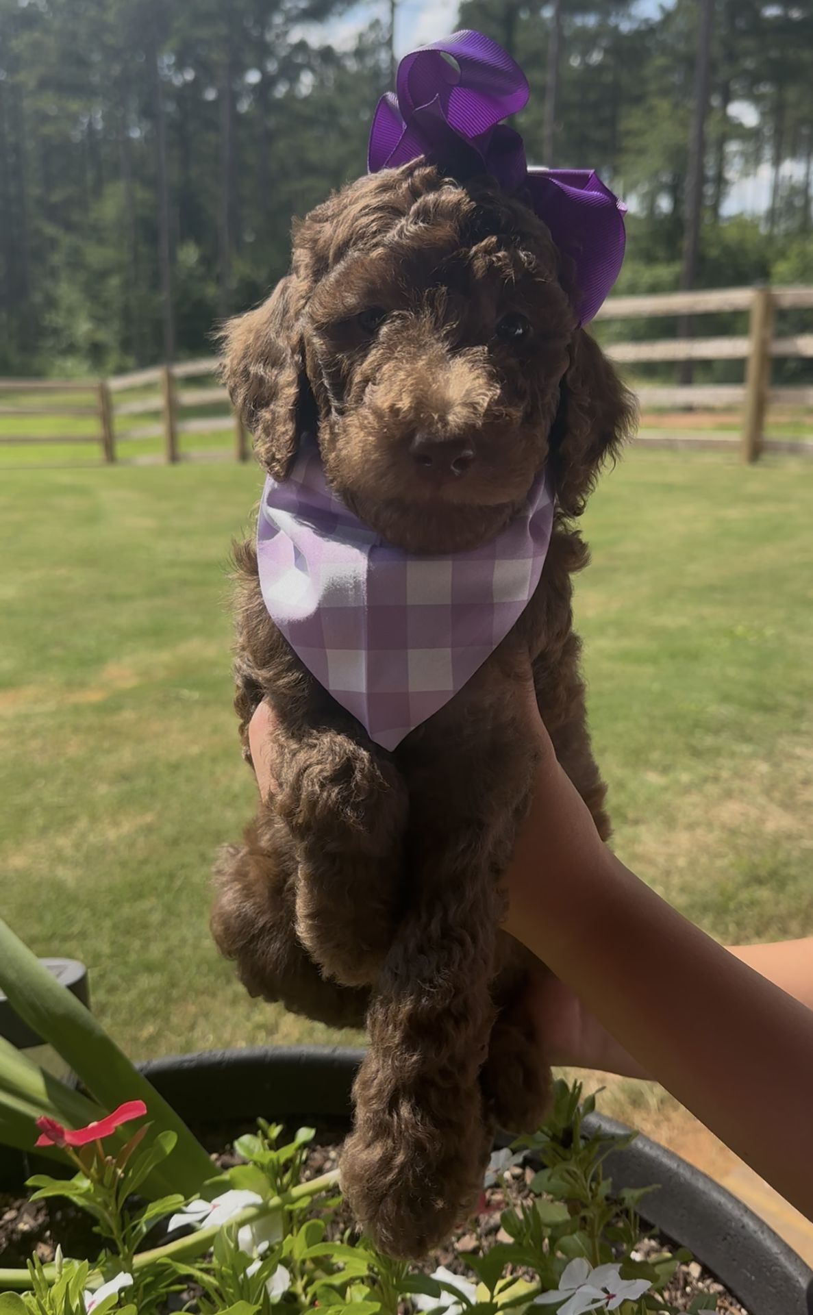 Bella's FEMALE MEDIUM GOLDENDOODLE SUNSHINE