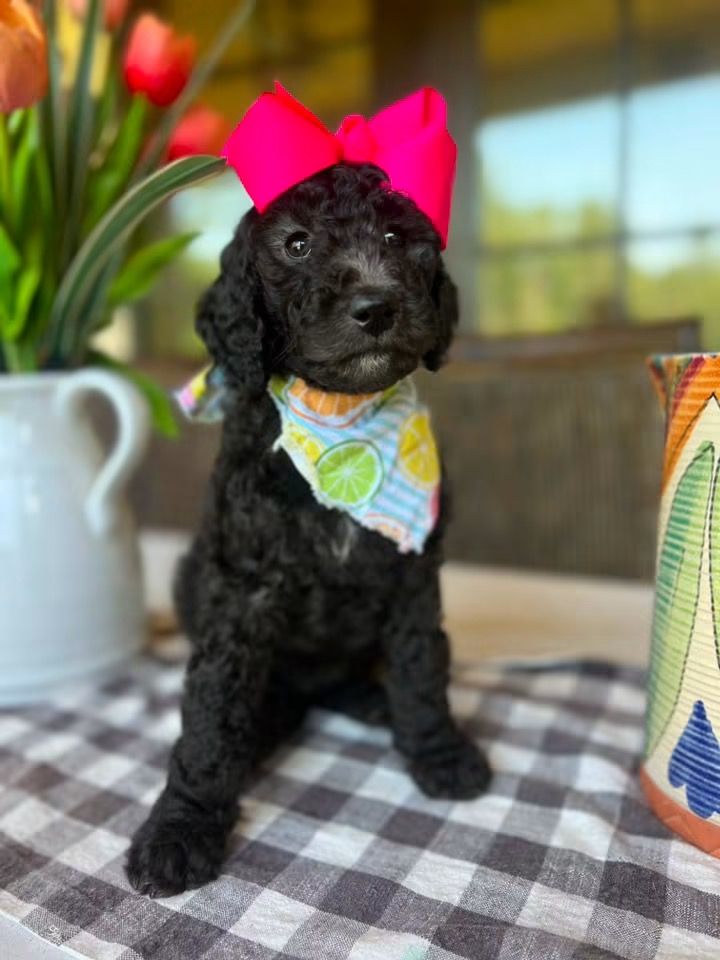 Bella's  FEMALE MEDIUM GOLDENDOODLE SANDIE