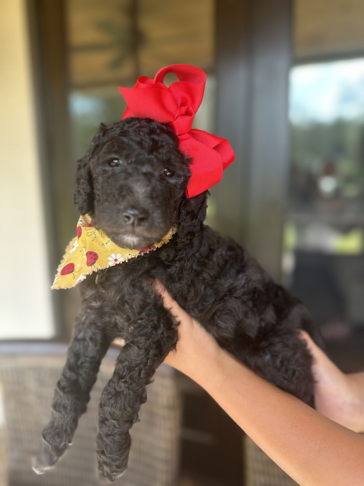 Bella's  FEMALE MEDIUM GOLDENDOODLE SANDIE
