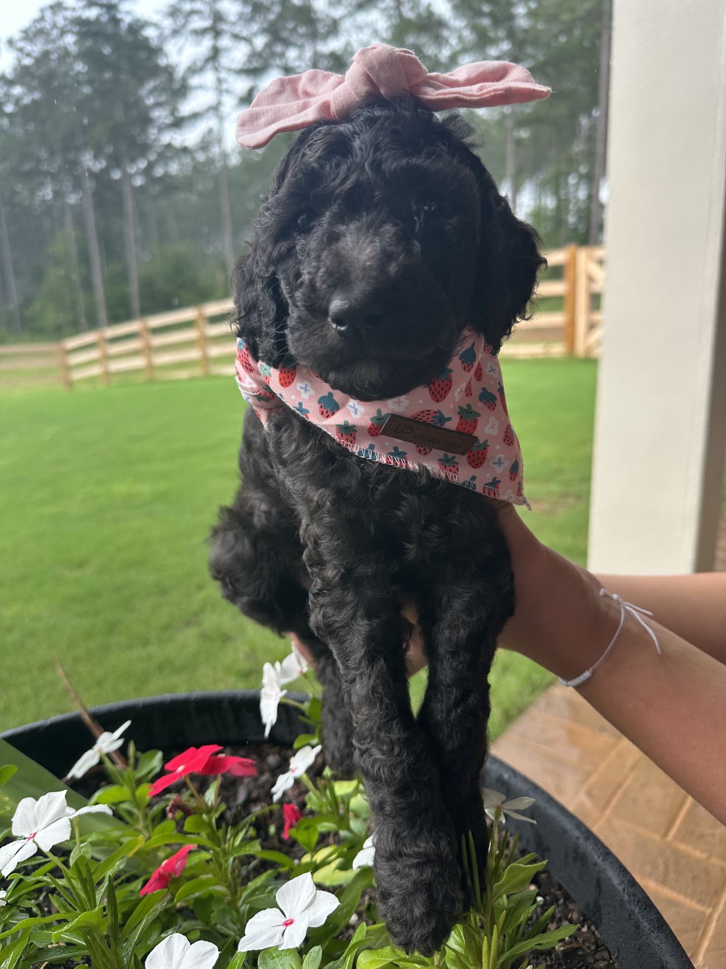 Bella's  FEMALE MEDIUM GOLDENDOODLE SANDIE