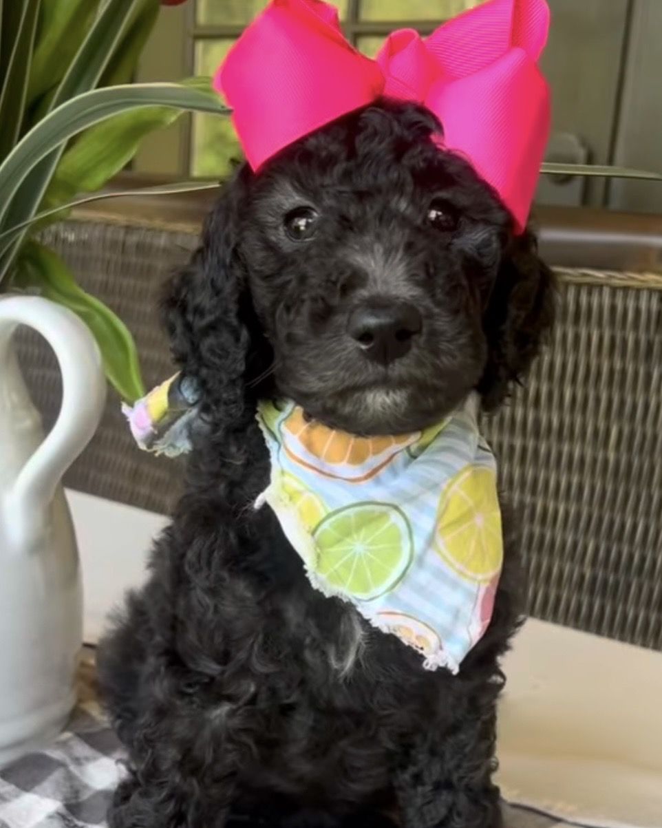 Bella's  FEMALE MEDIUM GOLDENDOODLE SANDIE