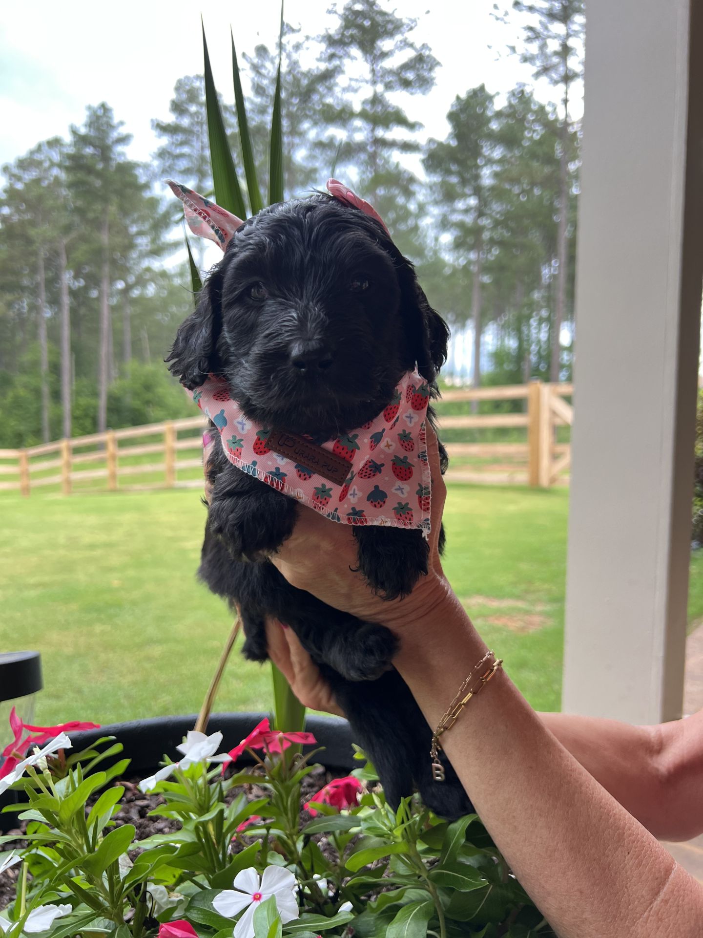 Bella's FEMALE MEDIUM GOLDENDOODLE SUMMER