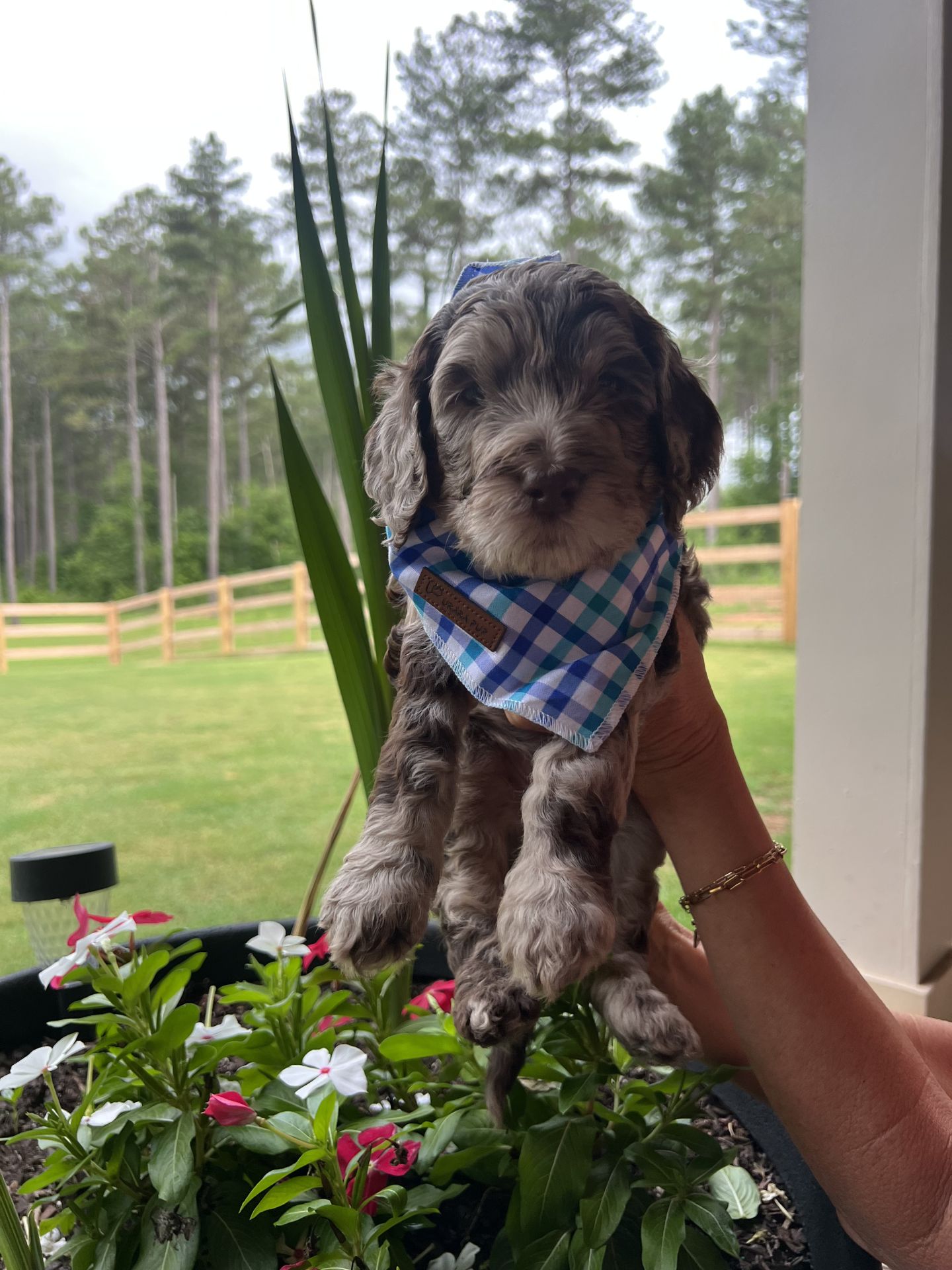 Bella's MALE MEDIUM GOLDENDOODLE SPLASH