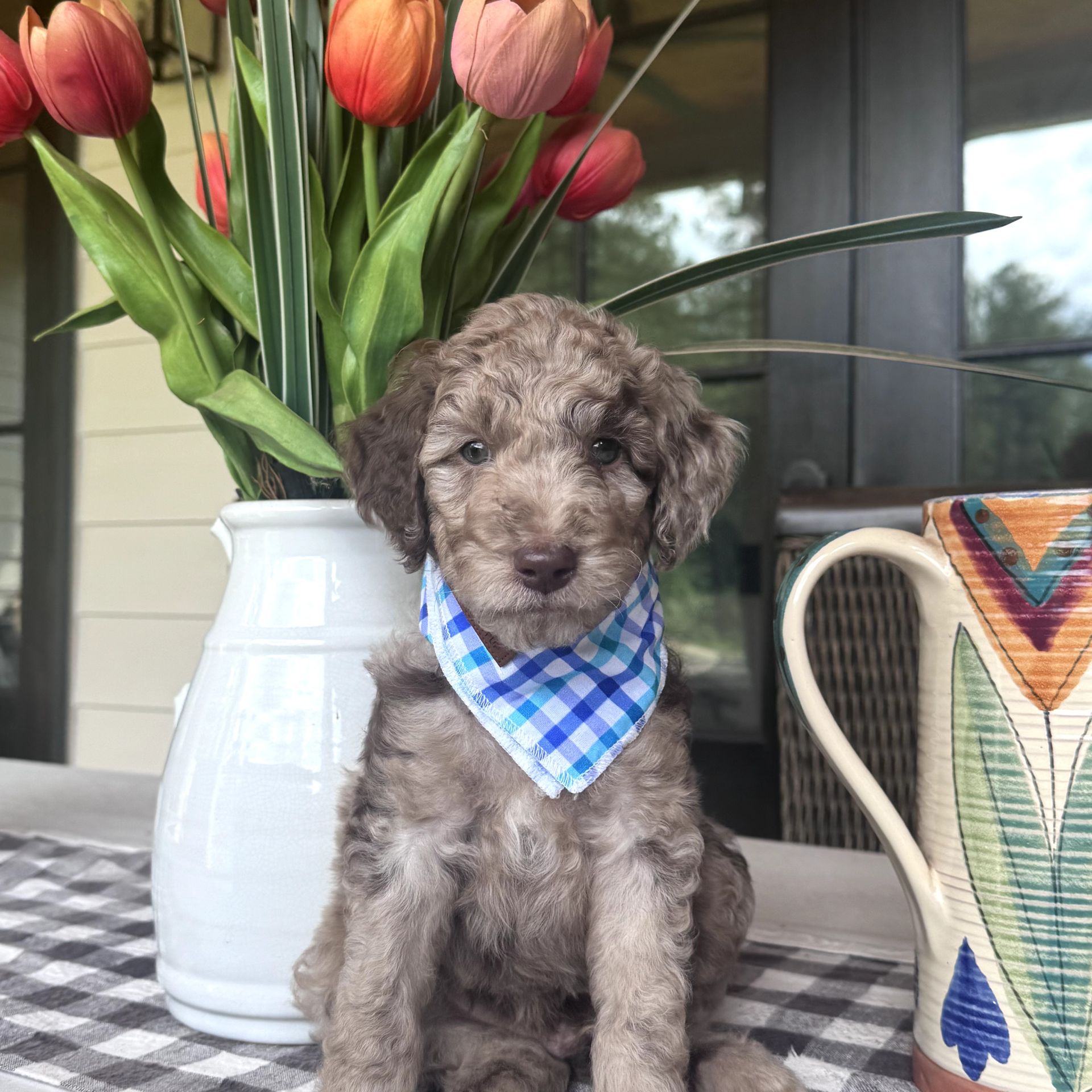 Bella's MALE MEDIUM GOLDENDOODLE SHORE