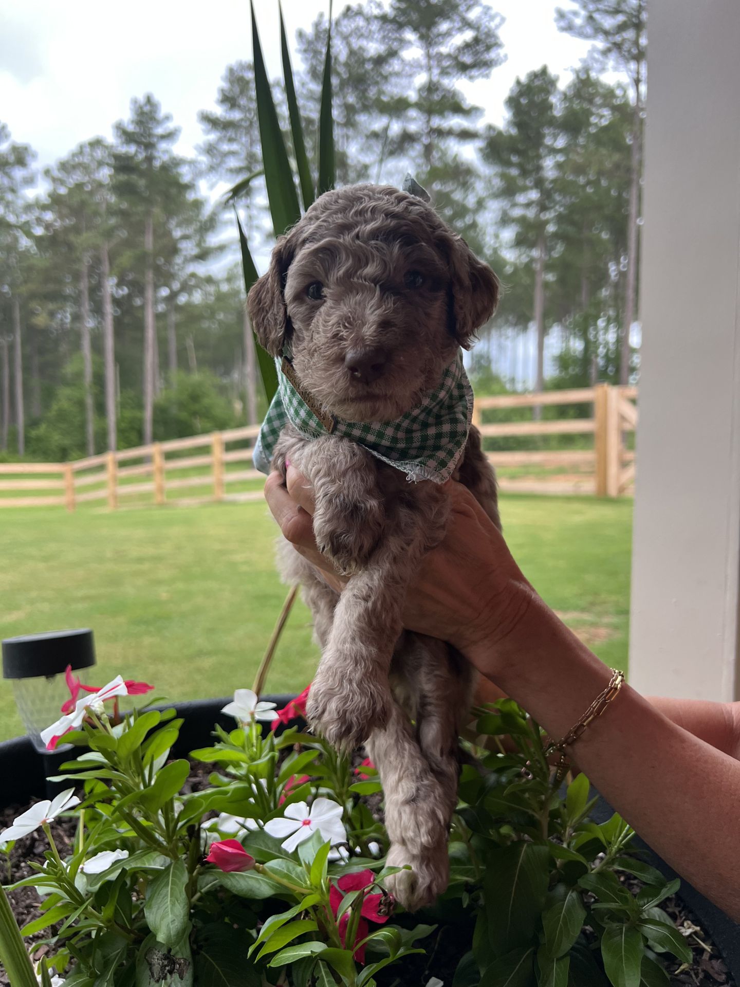 Bella's MALE MEDIUM GOLDENDOODLE SHORE