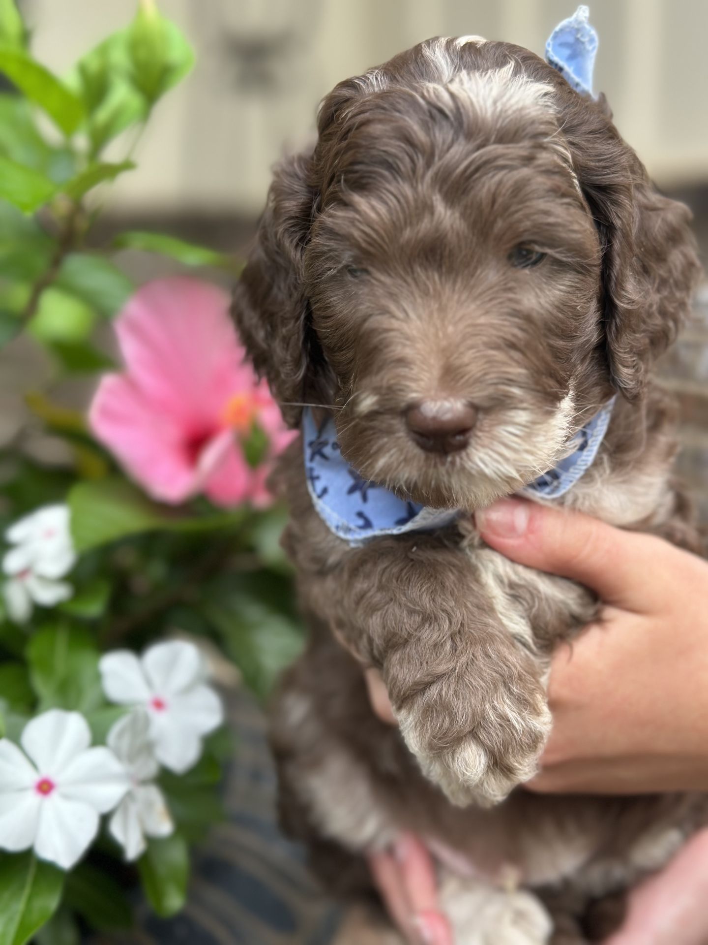 Bella's MALE MEDIUM GOLDENDOODLE SUNNY photo