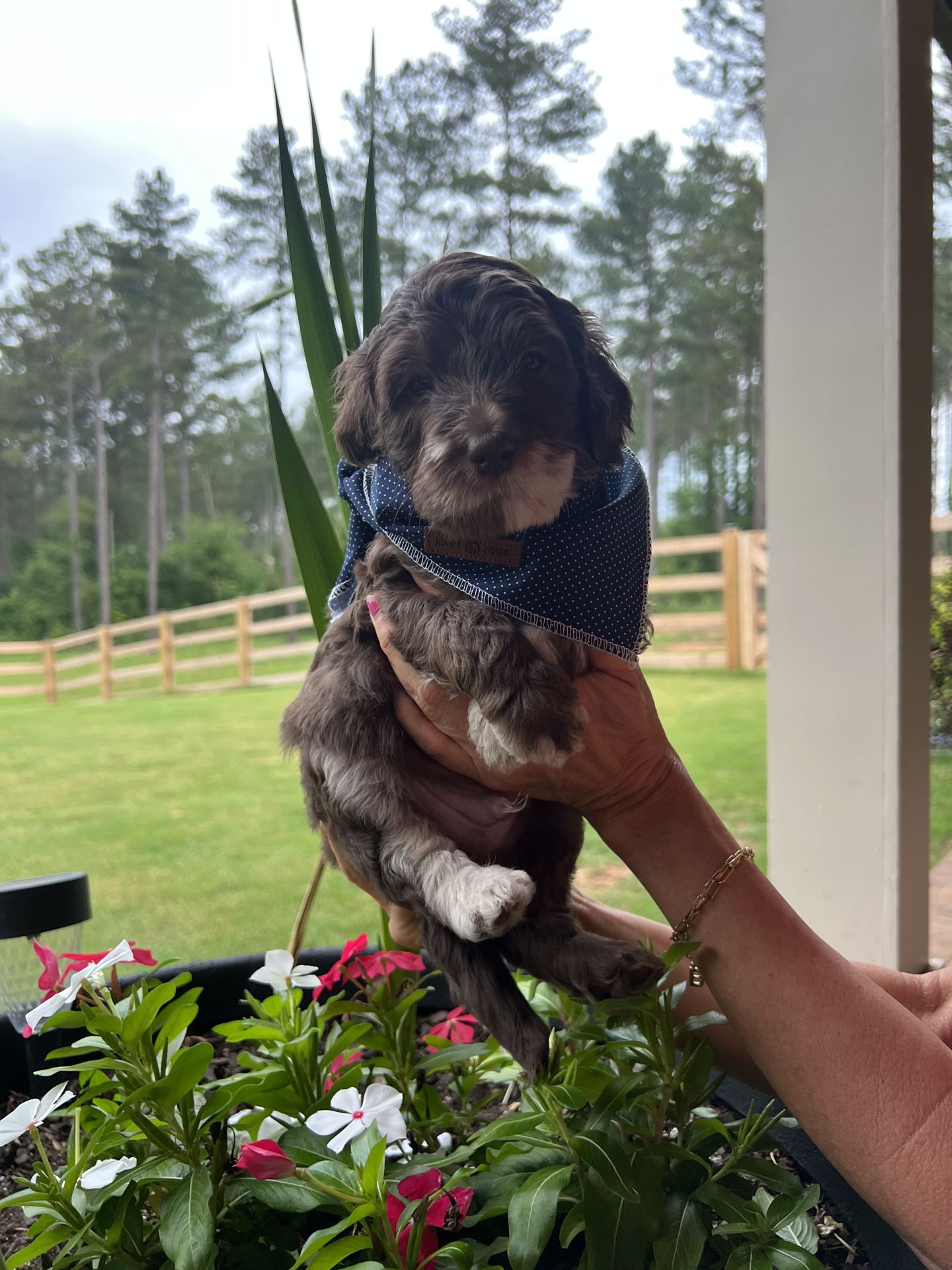 Bella's MALE MEDIUM GOLDENDOODLE SUNNY