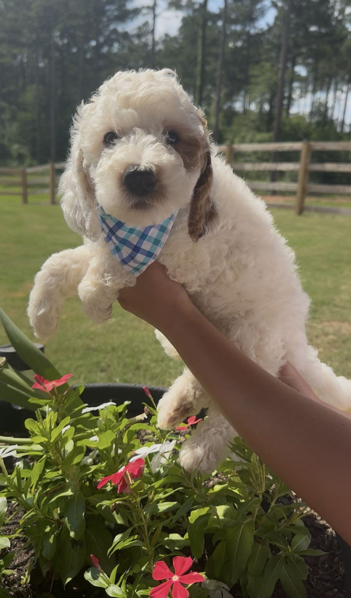Cherry's MALE MINI GOLDENDOODLE TANGO
