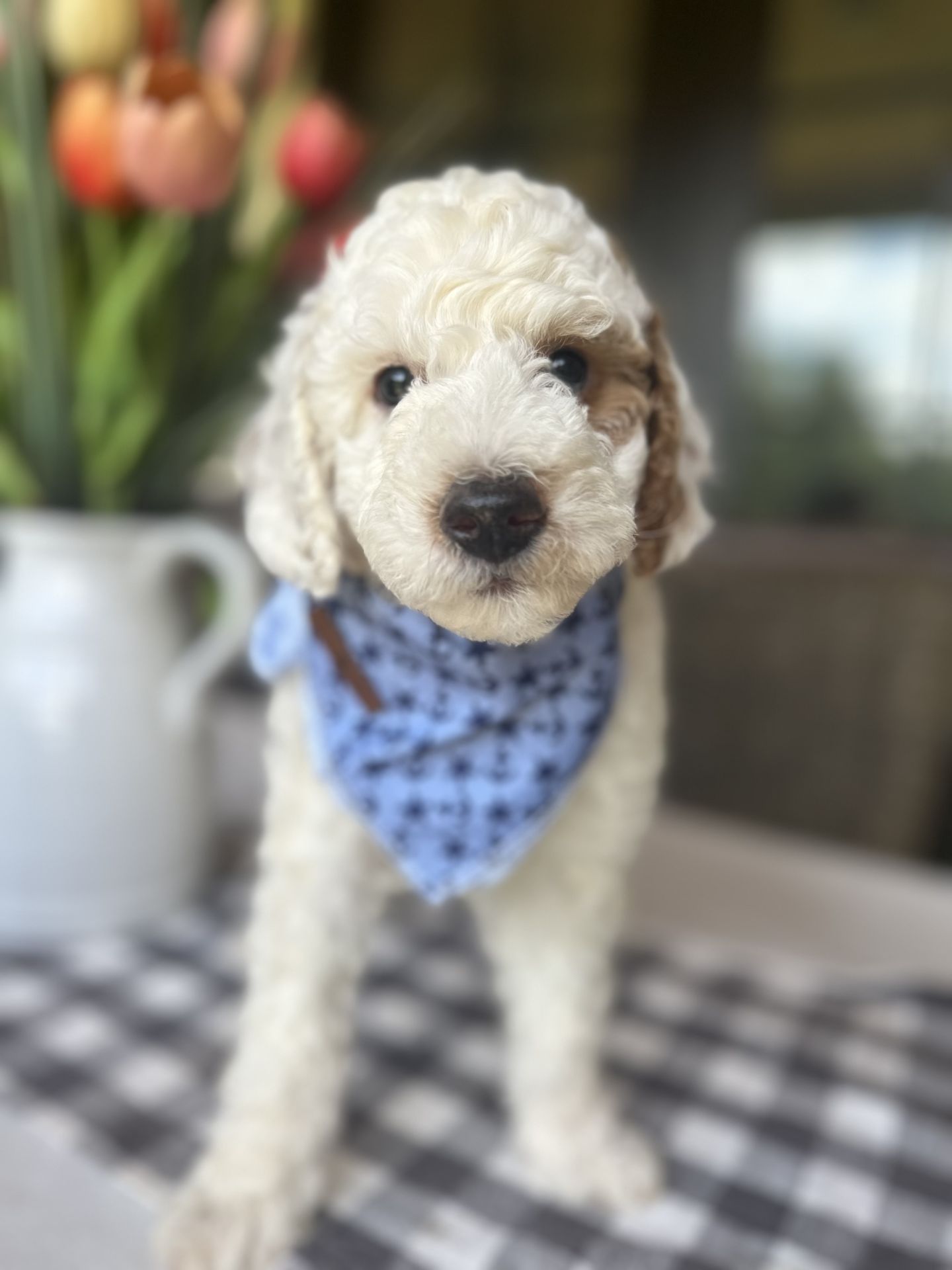 Cherry's MALE MINI GOLDENDOODLE TANGO