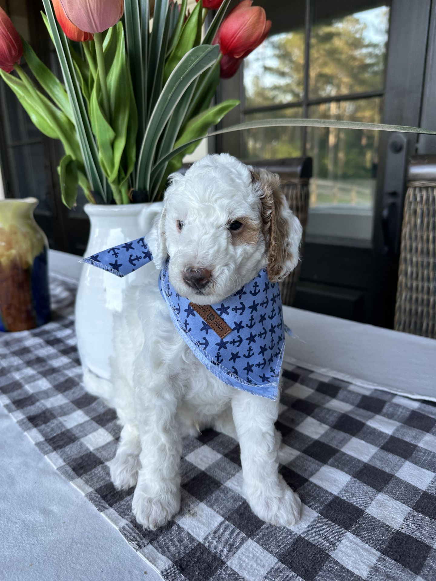 Cherry's MALE MINI GOLDENDOODLE TANGO