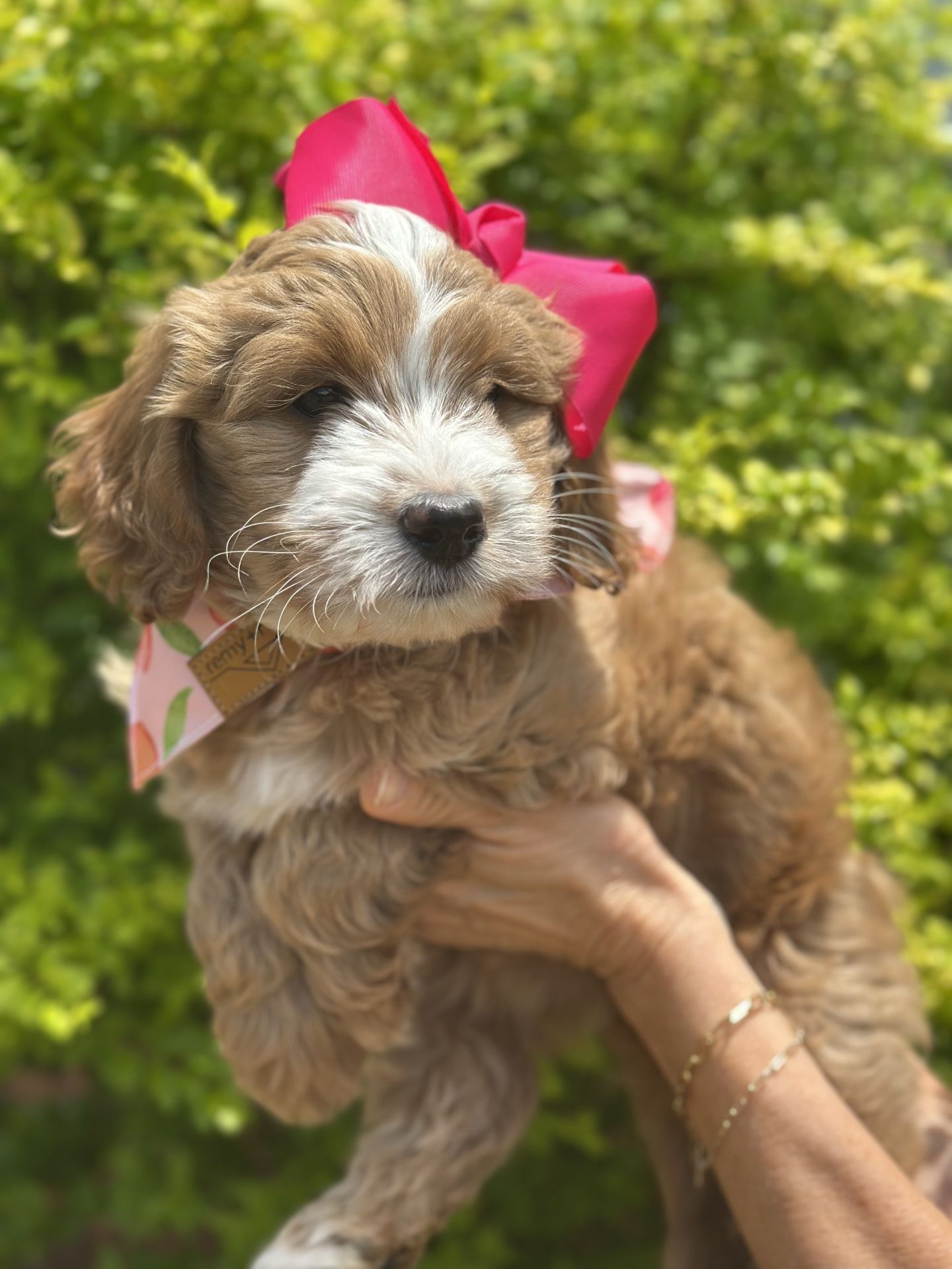 Female tuxedo mini goldendoodle