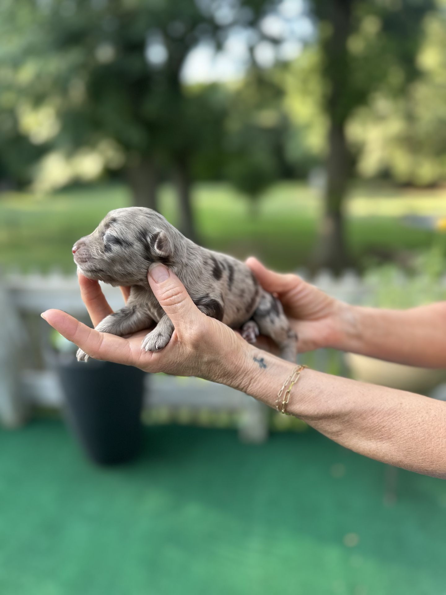 Kiley’s FEMALE mini goldendoodle LATTE